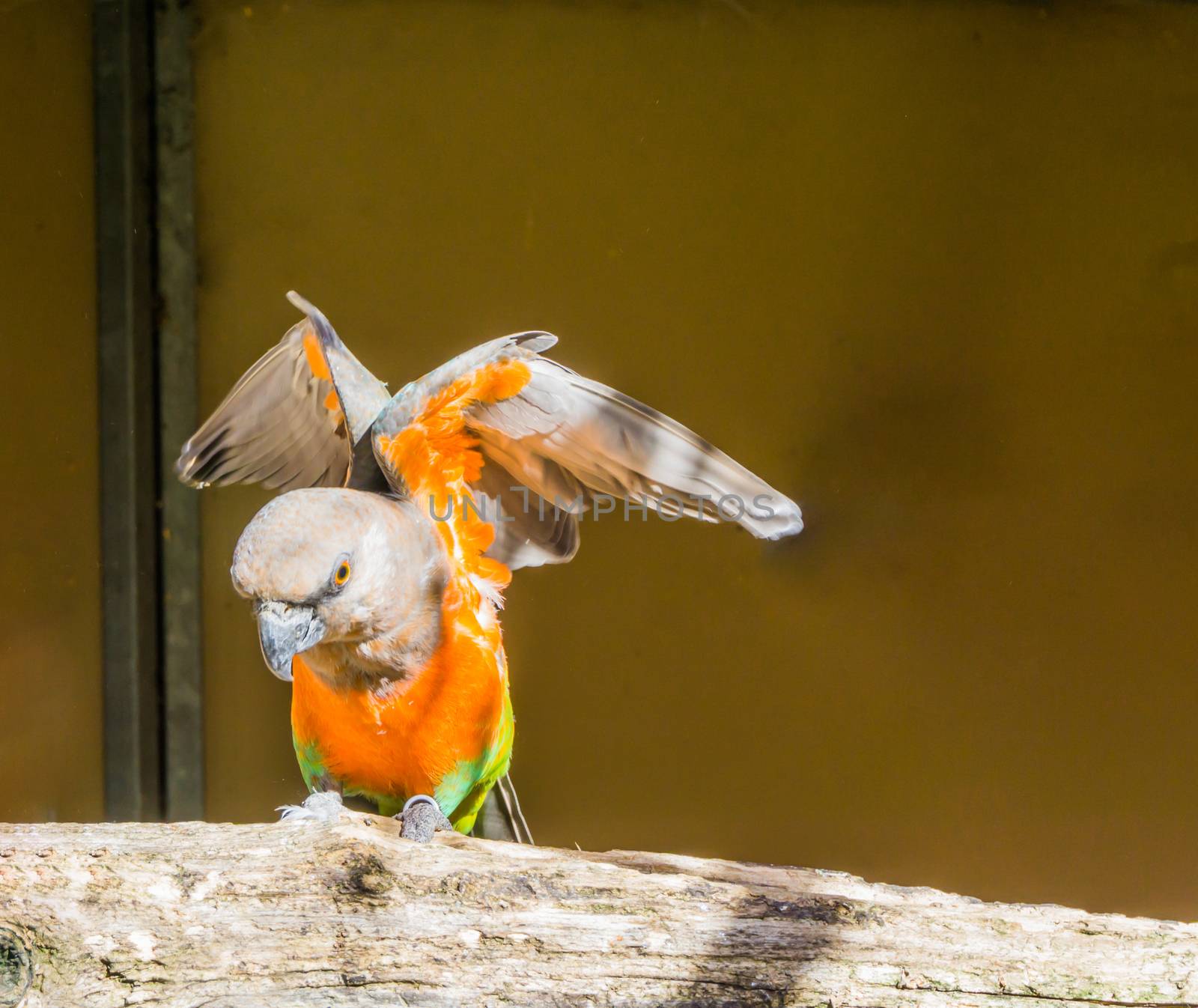 Red bellied parrot spreading its wings, a colorful tropical small parrot from africa by charlottebleijenberg