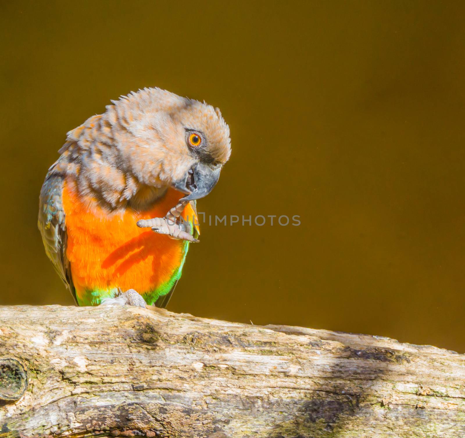 Funny red bellied parrot looking like hes thinking or has an idea by charlottebleijenberg