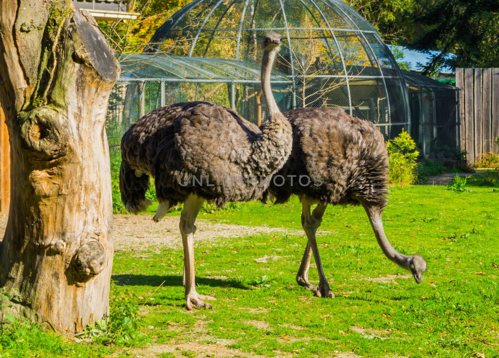 two female common ostriches standing in the grass and one looking towards the camera by charlottebleijenberg