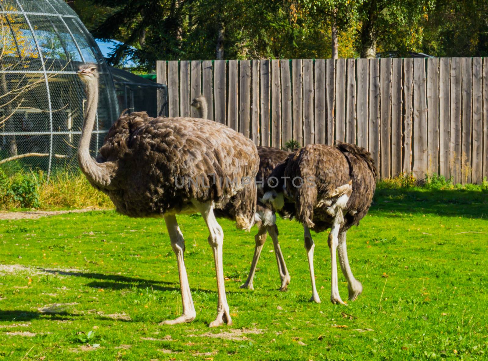 closeup of a female common ostrich with two other ostriches in the background by charlottebleijenberg