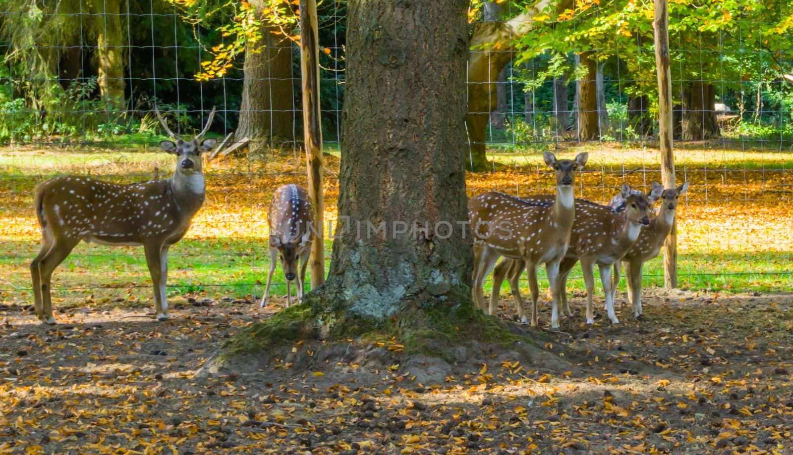 family of spotted axis deers together, one male and multiple females