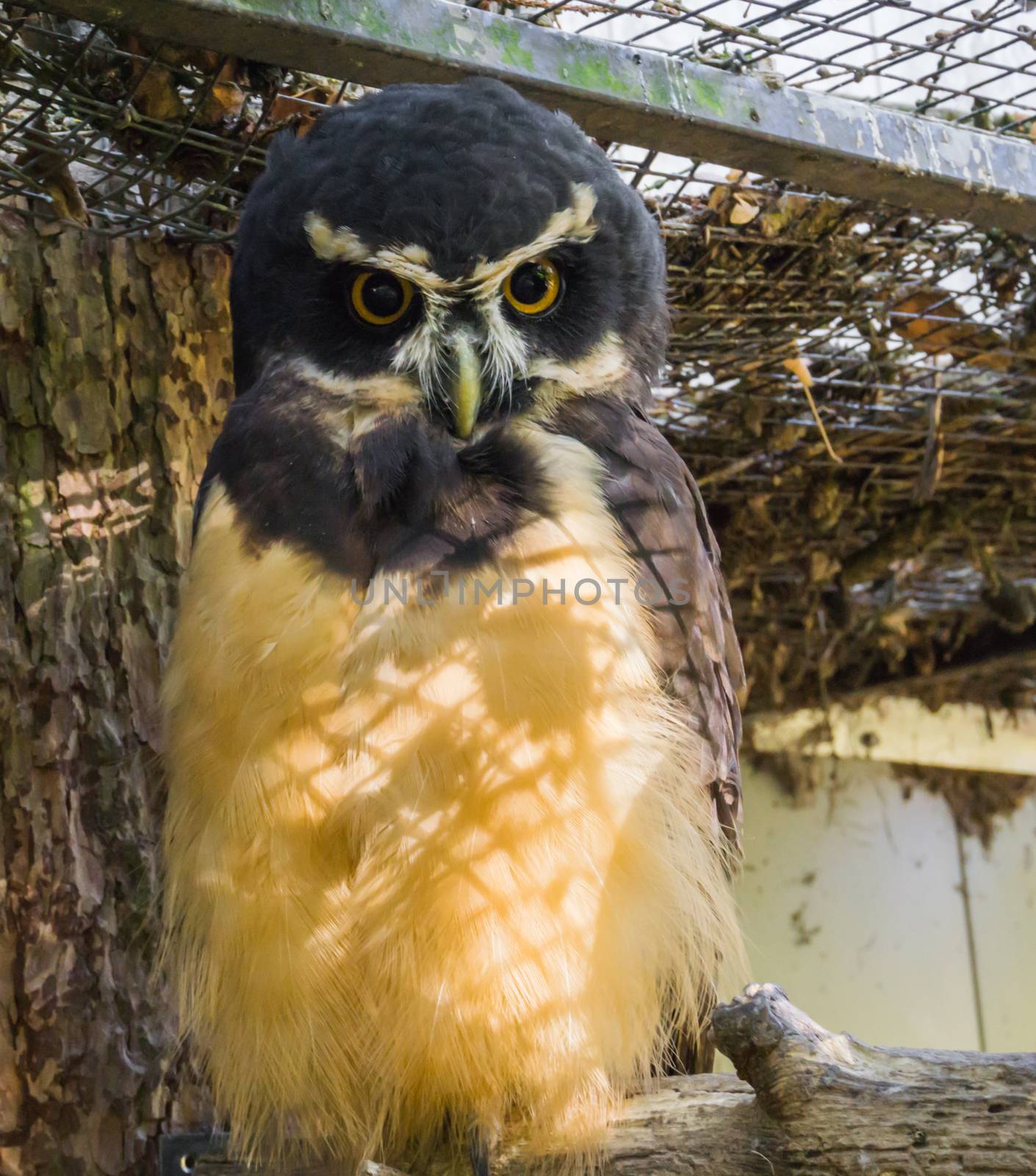 black spectacled owl (Pulsatrix perspicillata) in closeup, tropical and nocturnal bird of prey from America