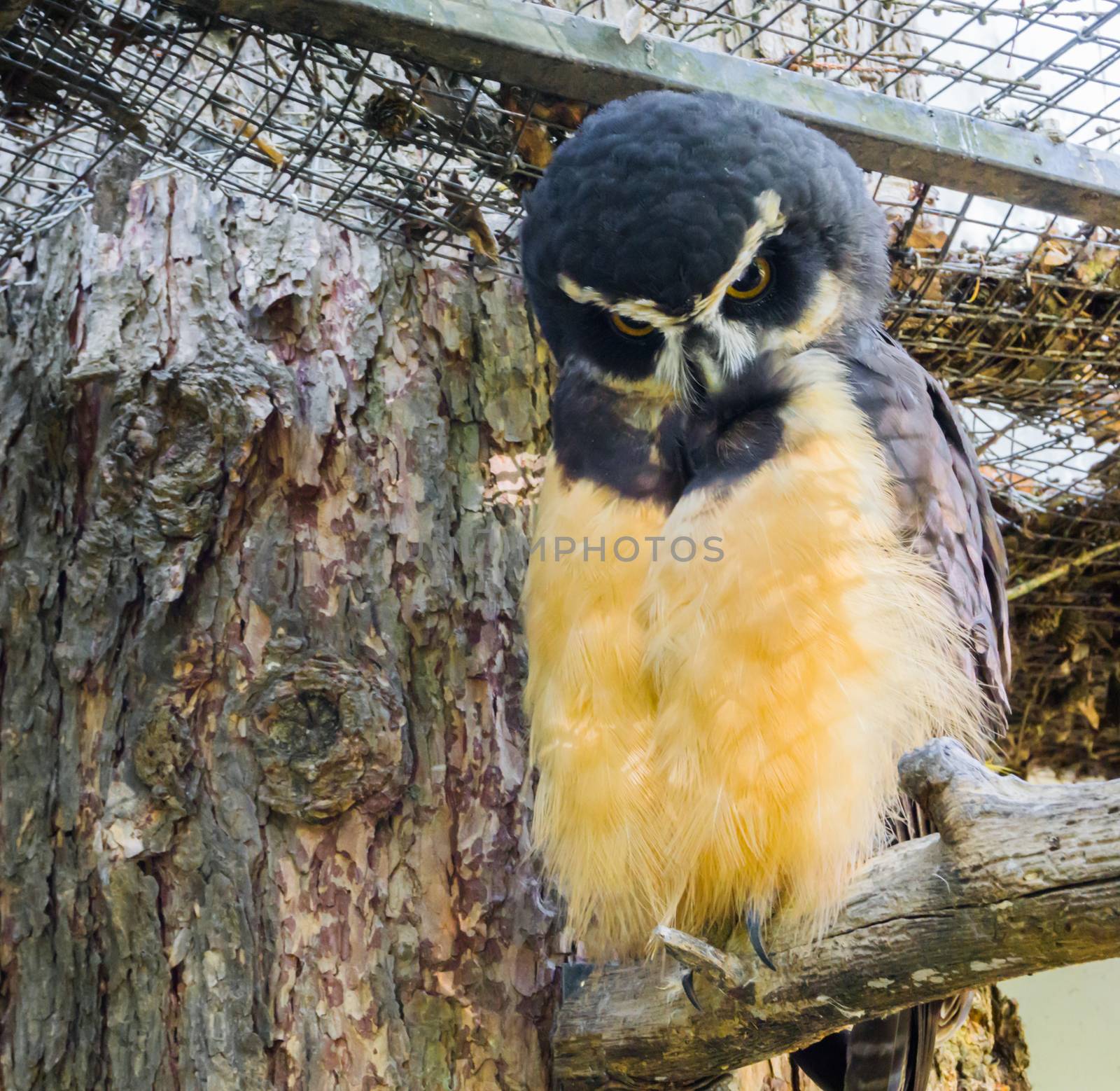 funny black spectacled owl making a very angry and strict face