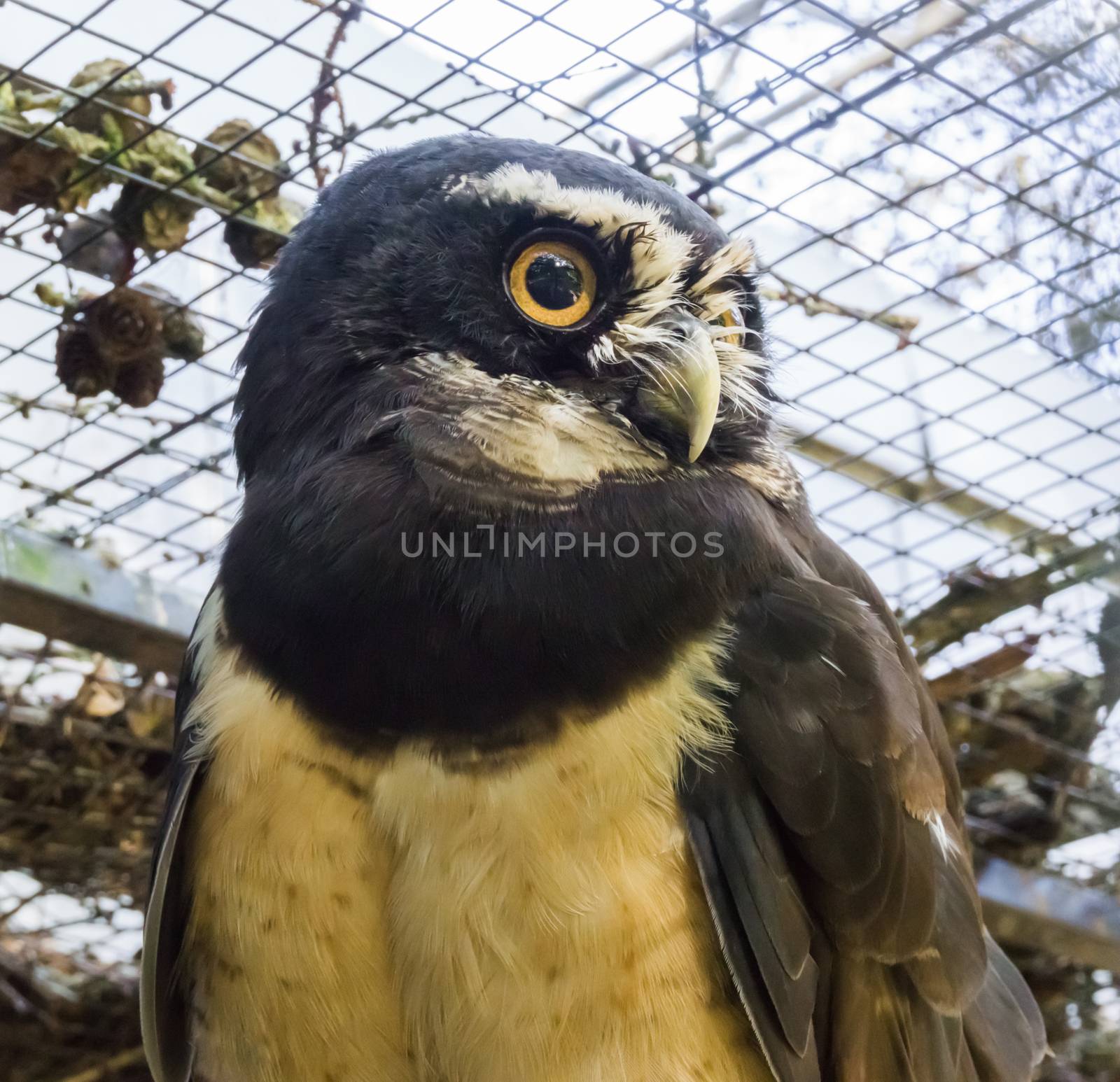 beautiful closeup of a black spectacled owl face, a tropical bird from america. by charlottebleijenberg