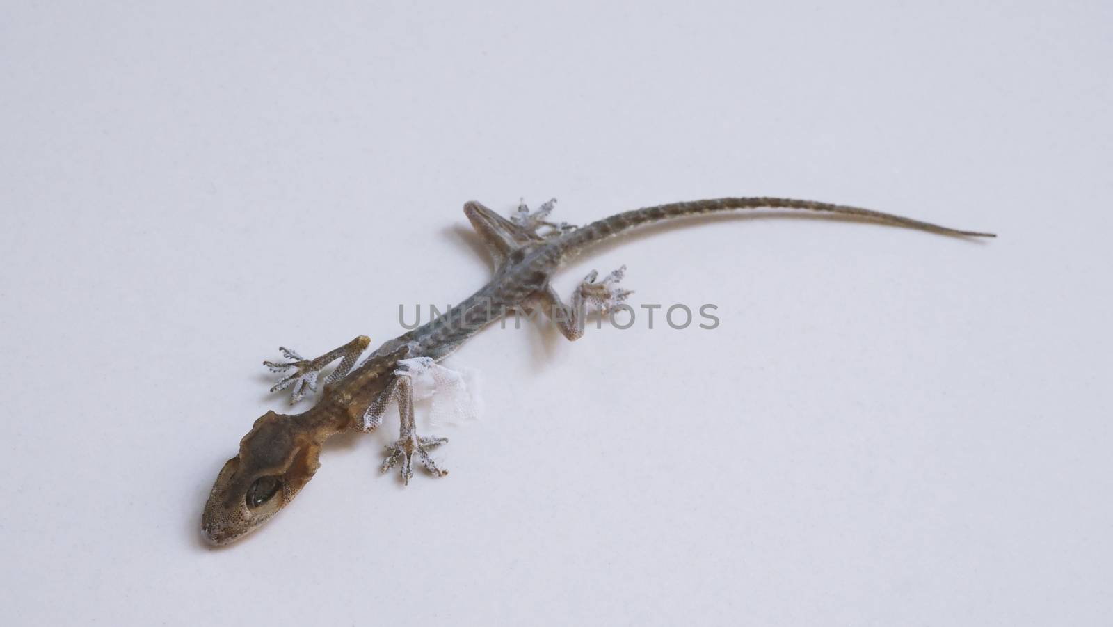 Close-up images of Asia little small home lizard which dead for long time untill body become a mortal or mummified by times and all of bones and skin change to carcass or ash and macro shot on white floor.