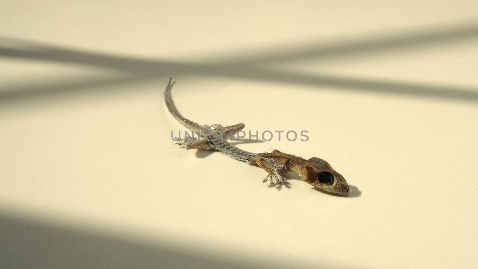 Close-up images of Asia small dead lizard  by gnepphoto