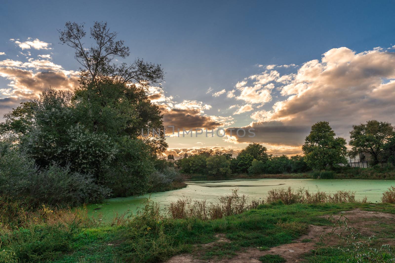 Old dirty pond covered with duckweed and mud by Multipedia