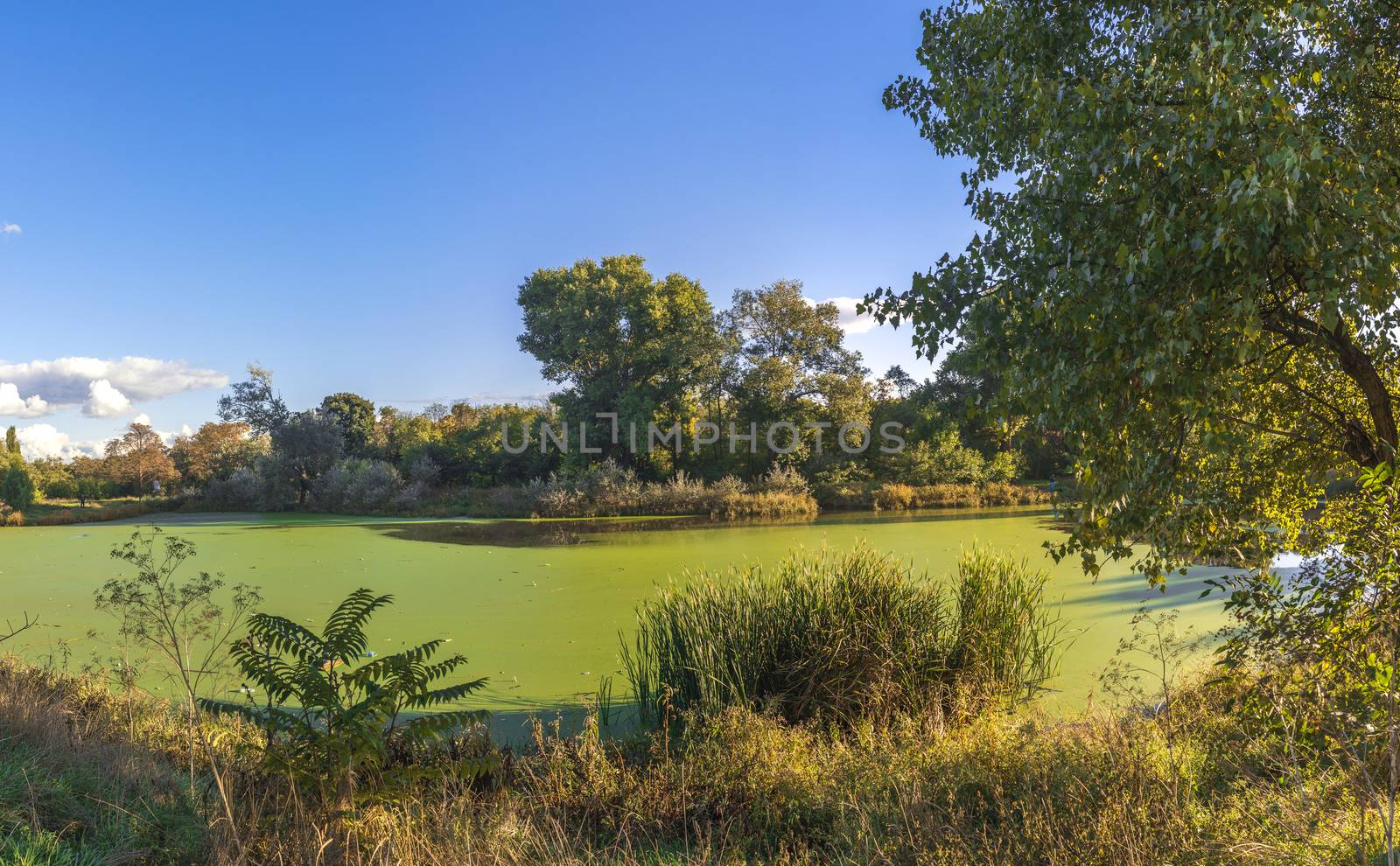 Old dirty pond covered with duckweed and mud by Multipedia