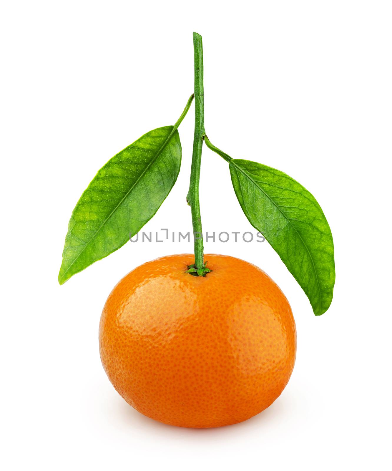 One whole mandarin or tangerin on branch isolated on white background with clipping path