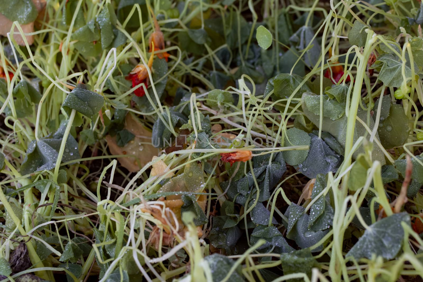 Nasturtium leaves and flowers killed by frost in winter, covered in water droplets