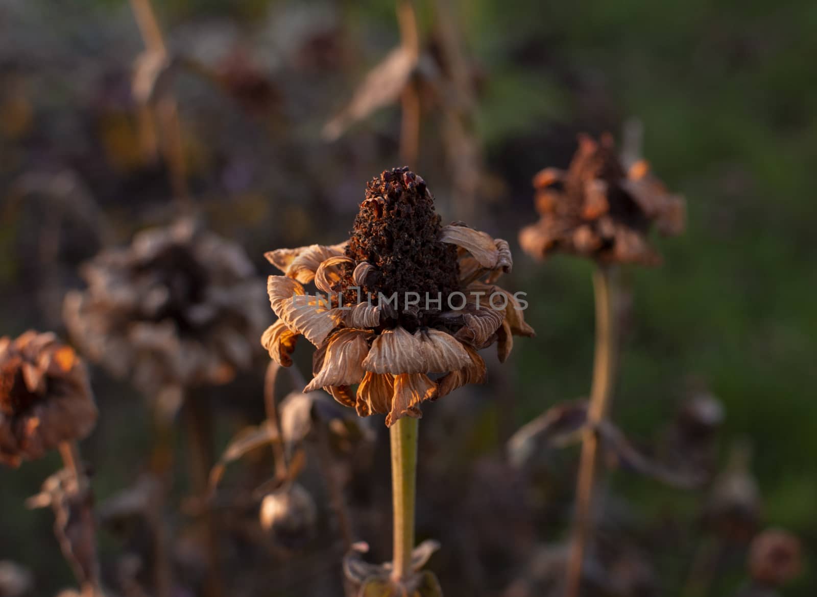 Dead zinnia flower with brown, dry petals in late afternoon winter light