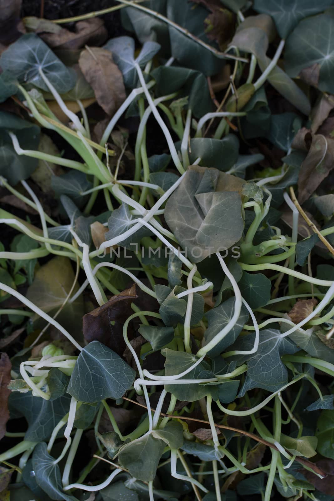 Tangled nasturtium foliage killed by frost in winter; dead brown leaves among the limp plant