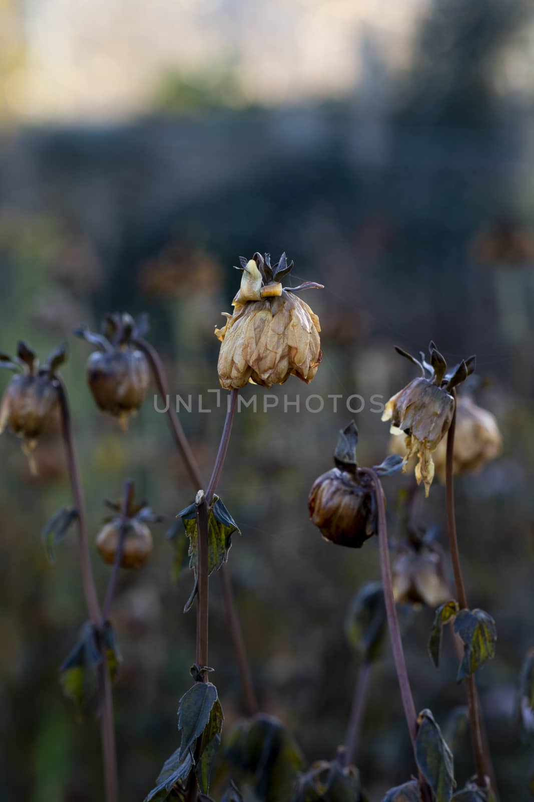 Dahlia plant killed by frost in winter with dark foliage and wet, limp flower petals 