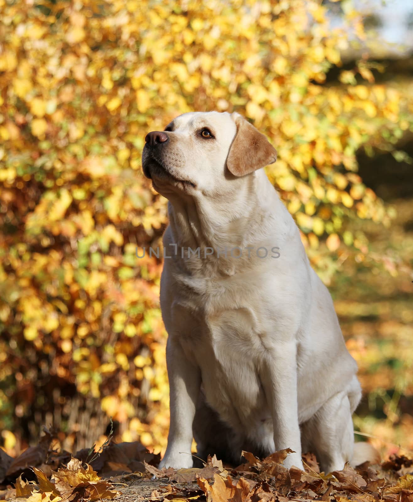 the sweet nice yellow labrador in the park in autumn