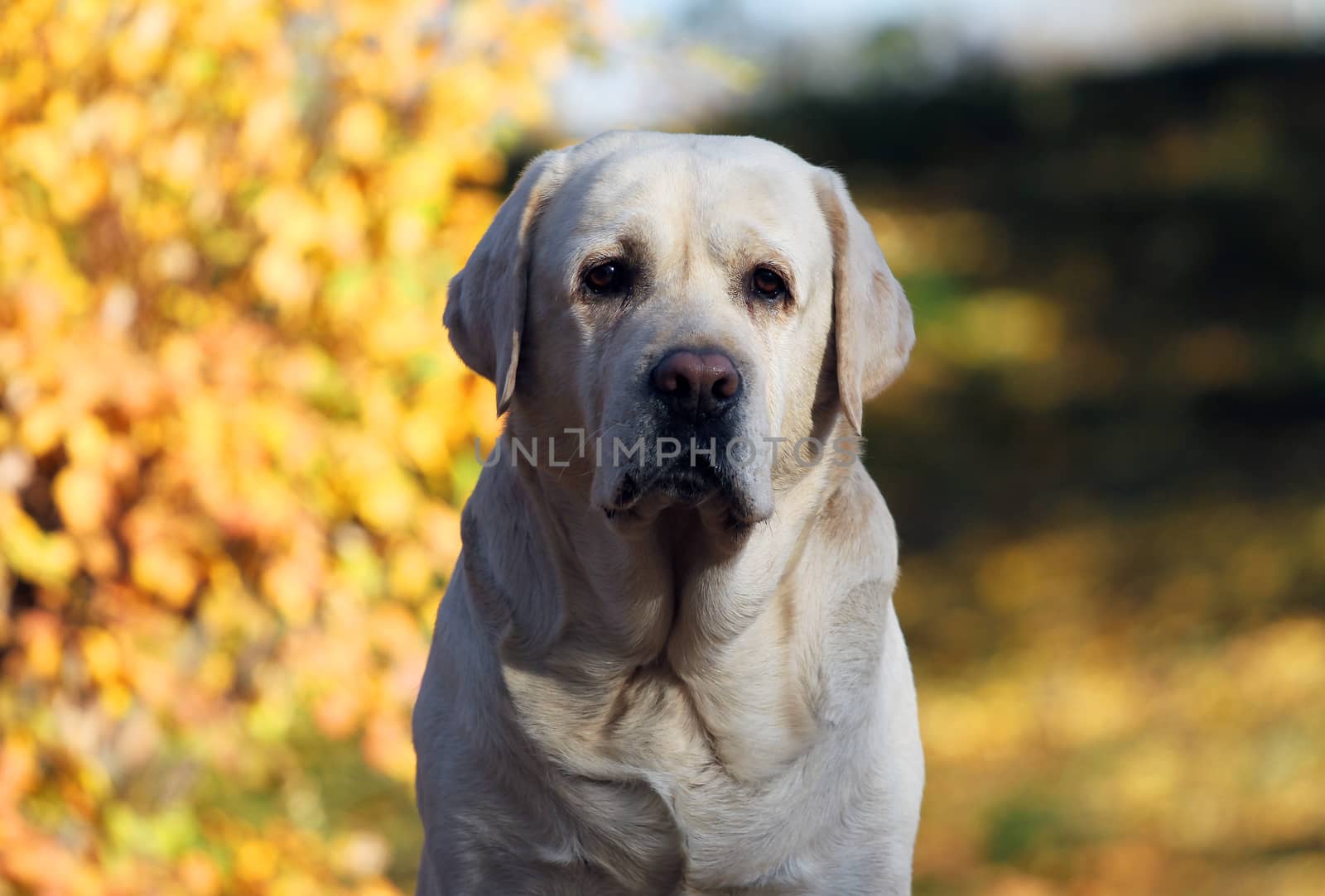 the nice yellow labrador in the park in autumn