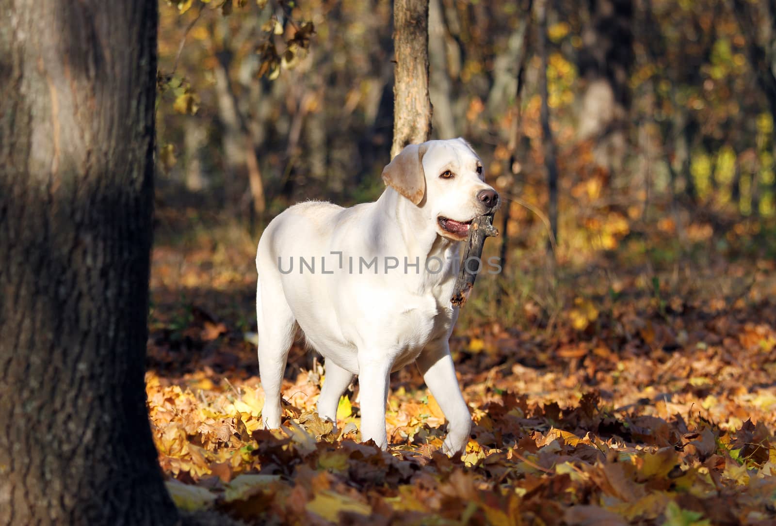 the sweet young yellow labrador in the park in autumn