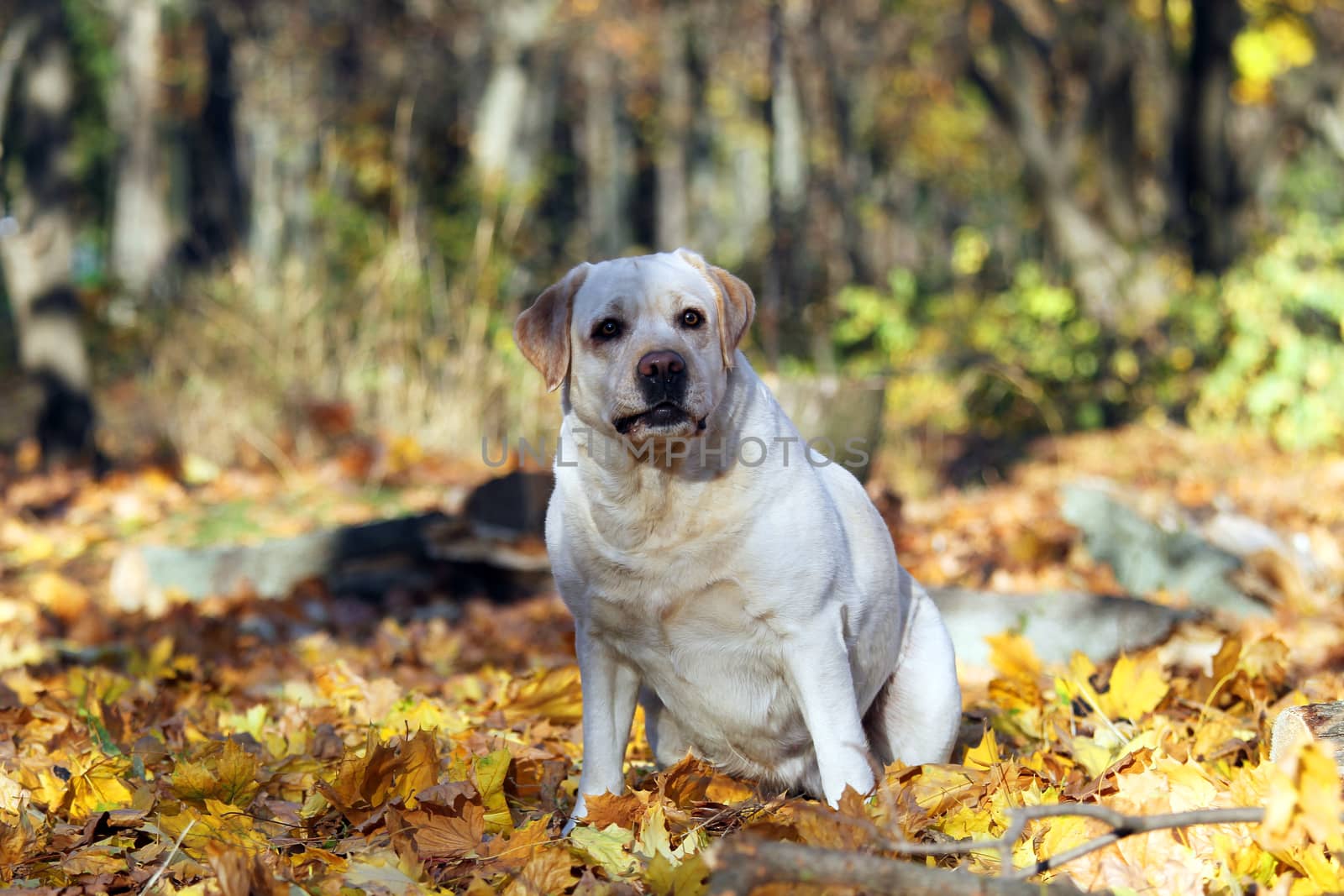 a nice yellow labrador in the park in autumn portrait