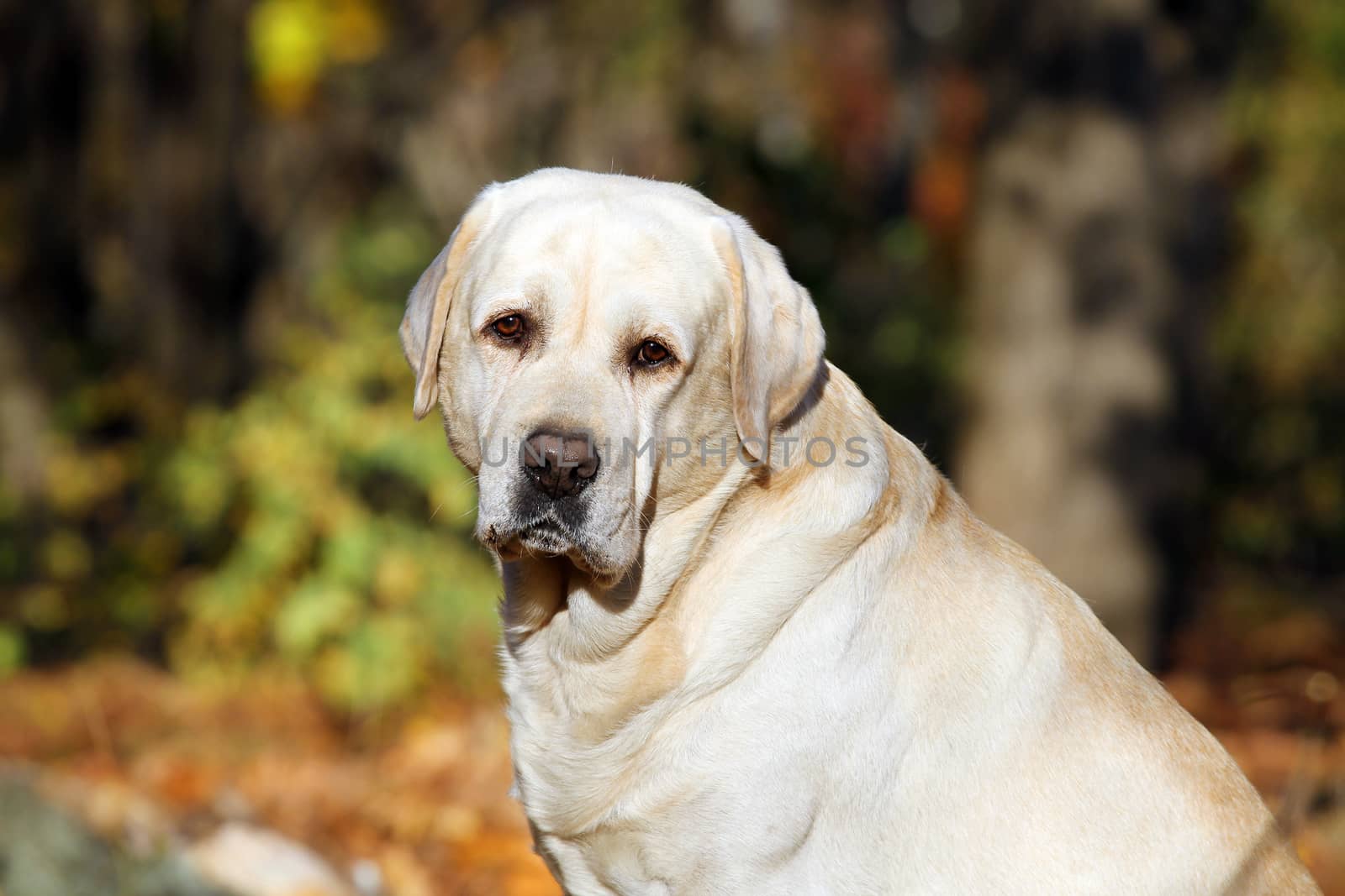 the nice yellow labrador in the park in autumn portrait