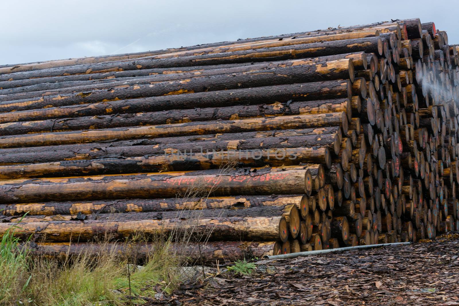 Stacked wood on a wood storage yard by JFsPic