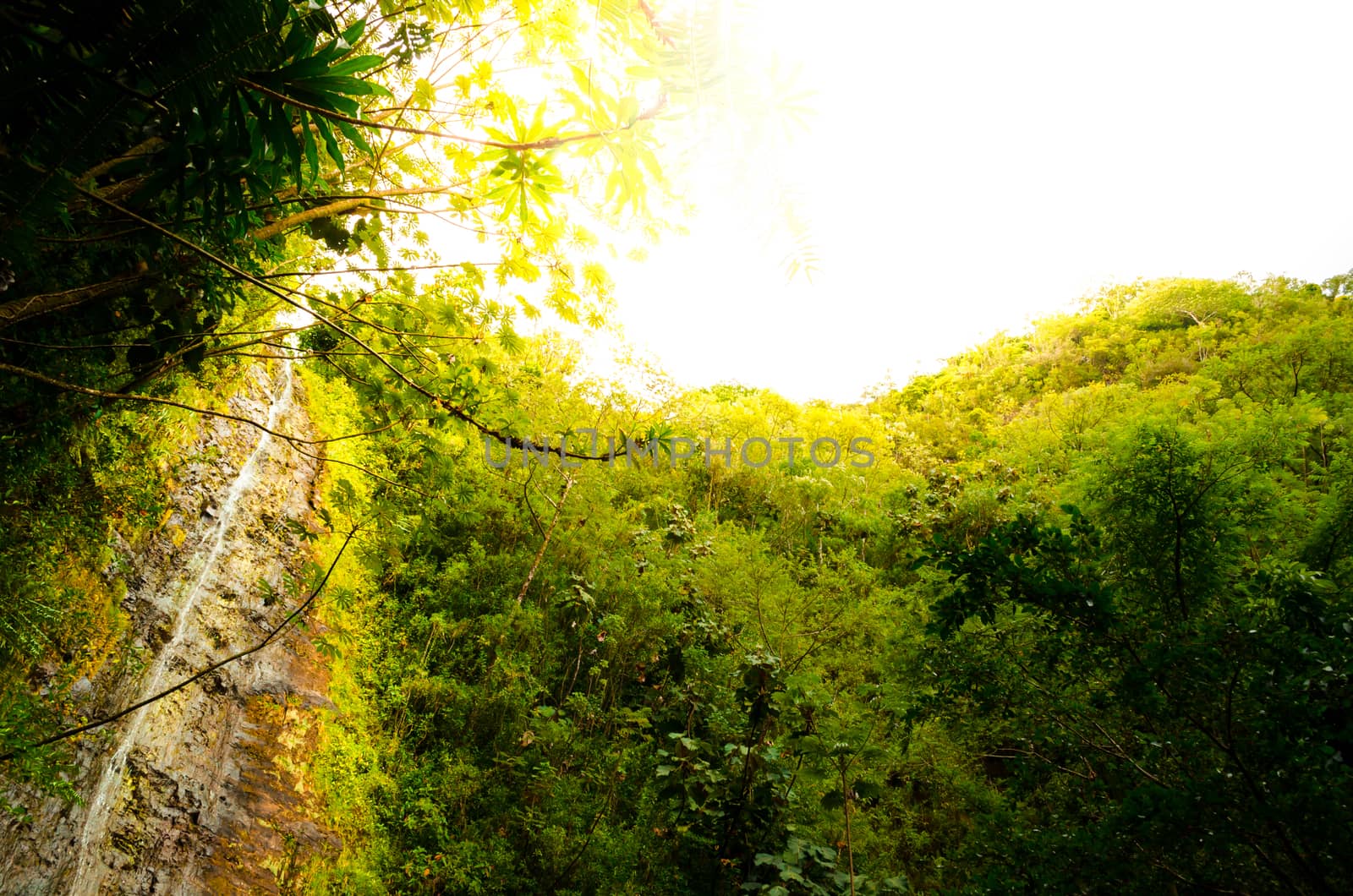 Water cascade among  green vegetation in Hawaii by mikelju