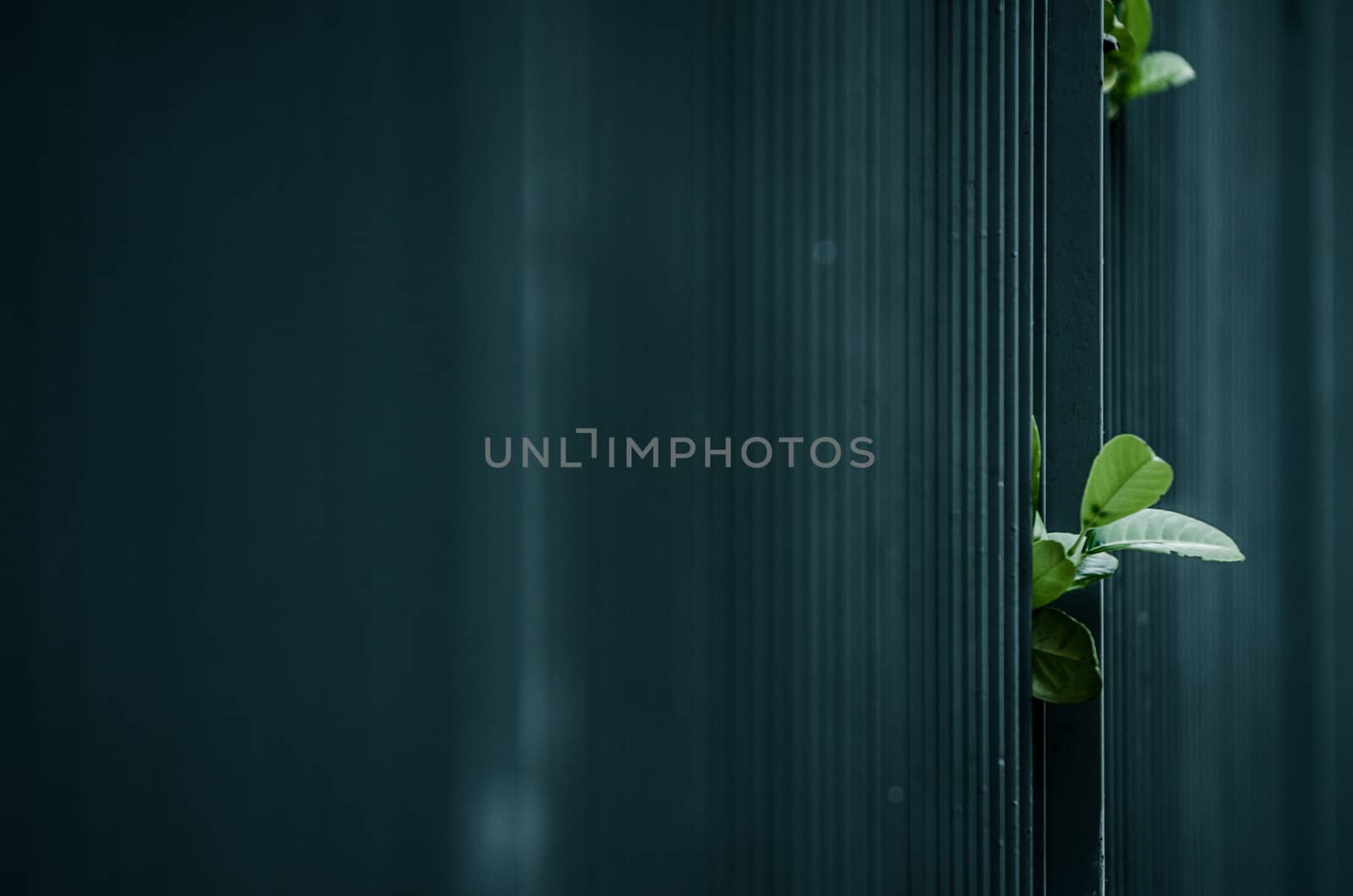 Green leaves coming through the bars of a fence in Pamplona, Nav by mikelju