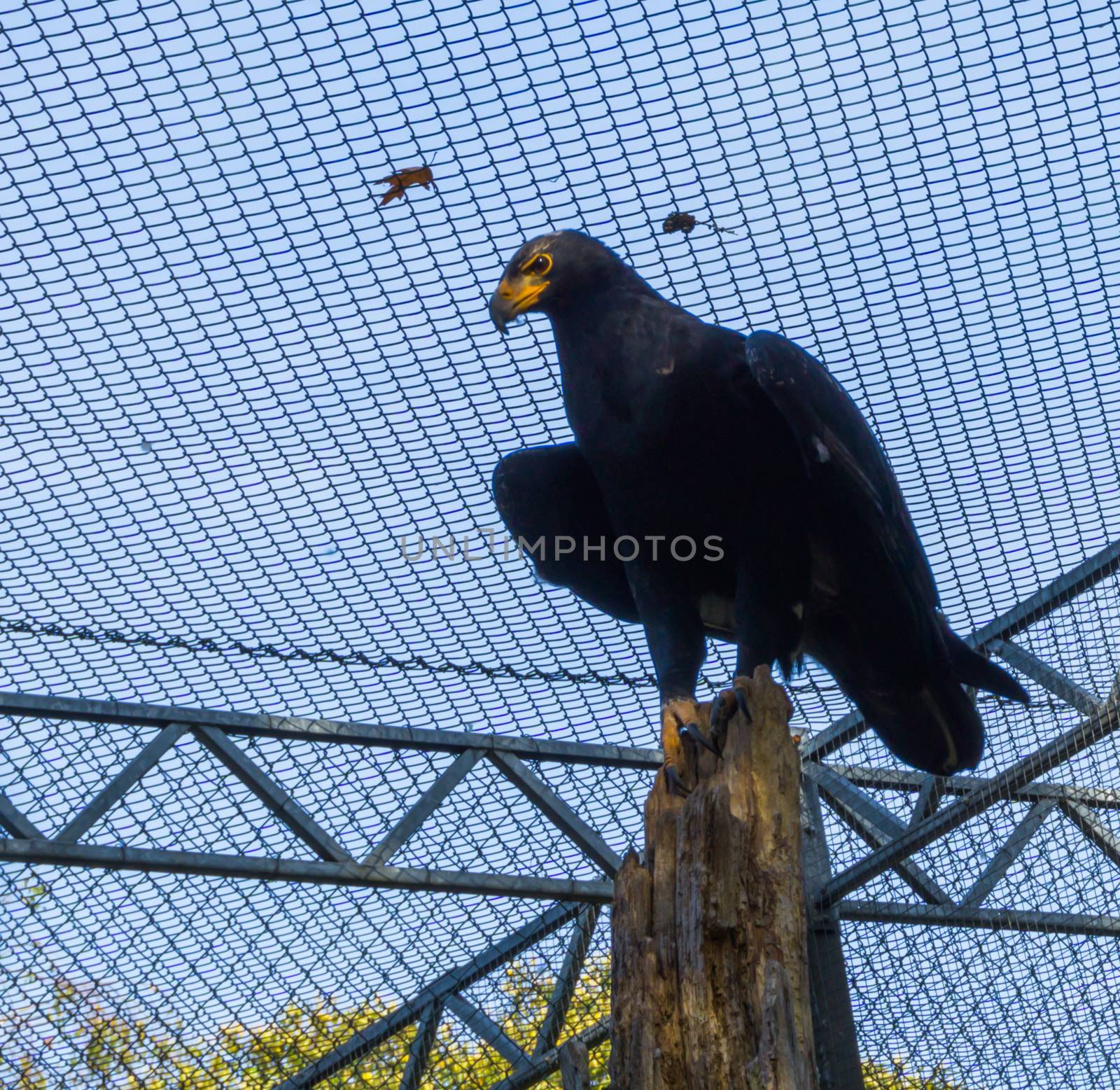 black verreax's eagle sitting on top of a tree trunk, a tropical raptor from africa by charlottebleijenberg