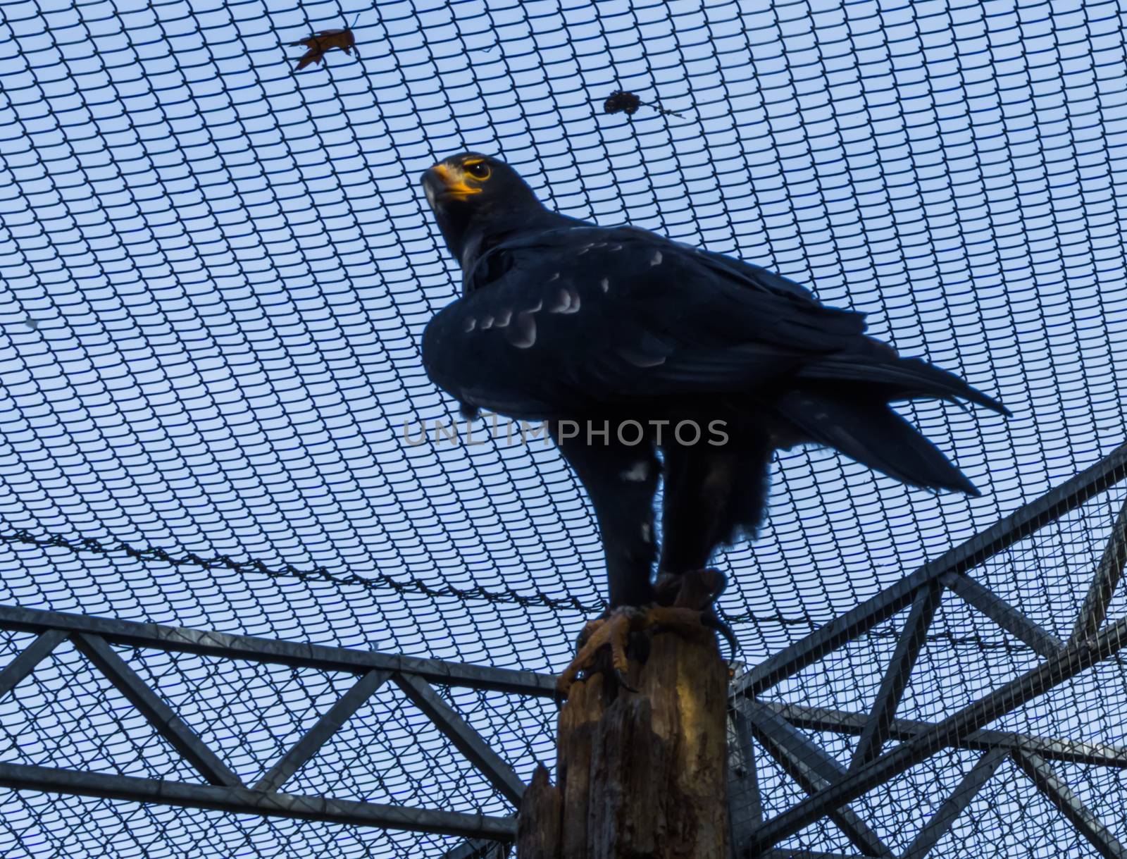 black verreux's eagle standing on a pole and looking around, tropical bird of prey from africa by charlottebleijenberg