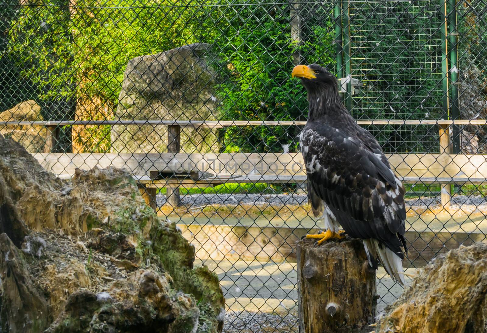 juvenile stellers sea eagle sitting on a tree stump