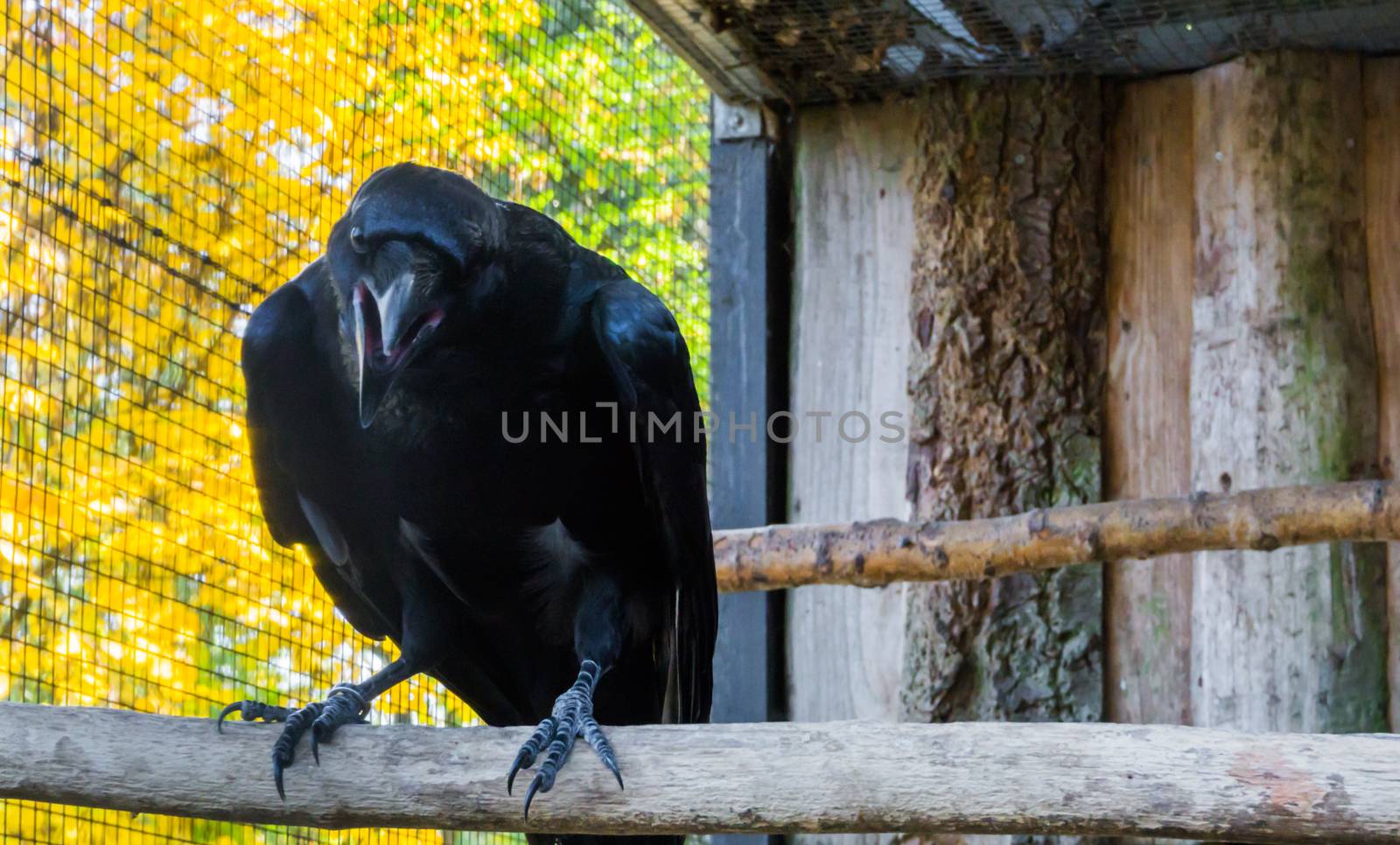 big black raven with his beak opened, a creepy mythological bird