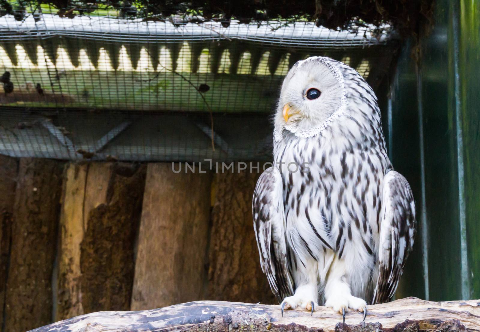 Ural owl sitting on a branch in closeup, a nocturnal predator from europe by charlottebleijenberg