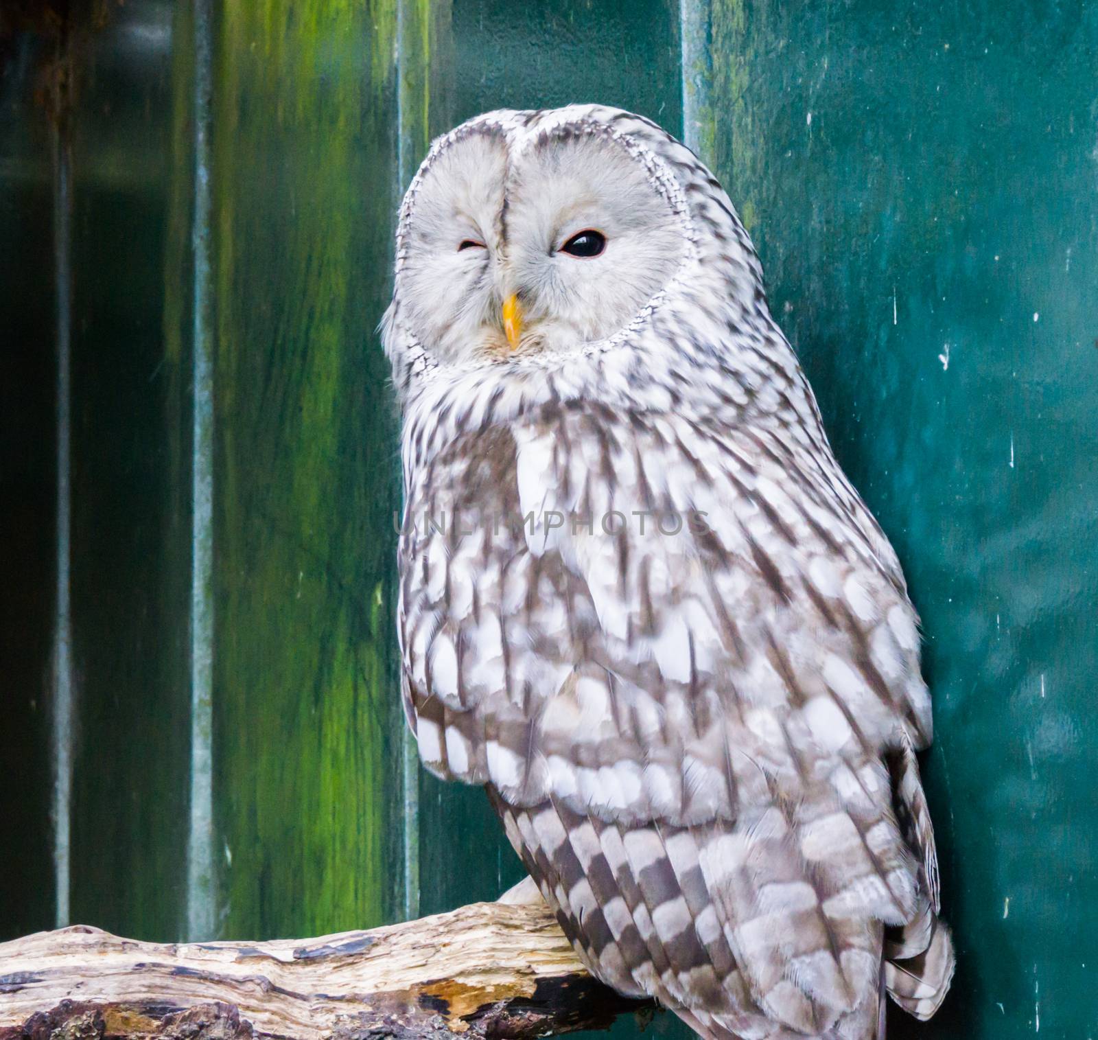 ural owl looking and winking at the camera, funny bird closeup by charlottebleijenberg