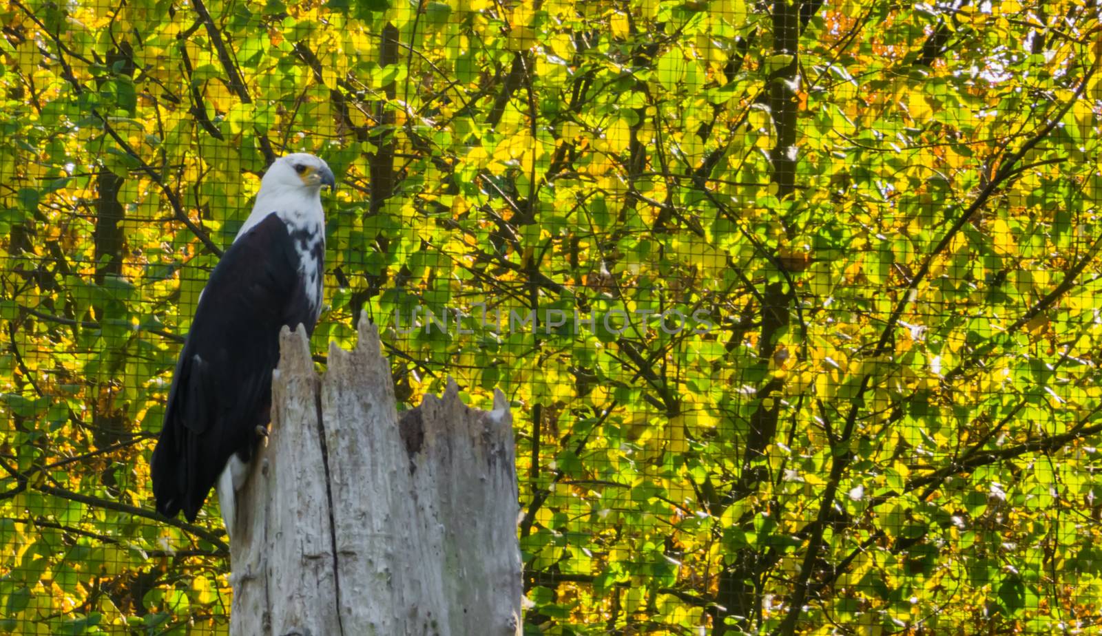 african fish eagle sitting on top of a tree trunk and looking around by charlottebleijenberg