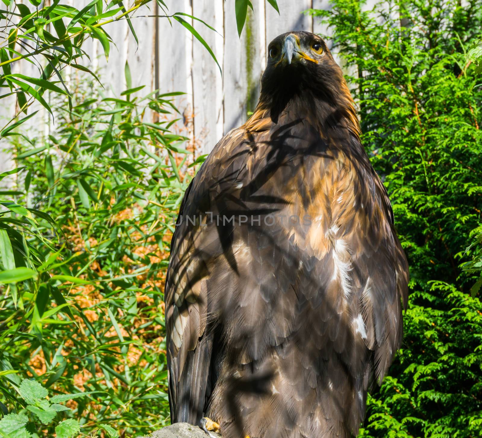 brown steppe eagle in closeup, a endangered big bird from europe. by charlottebleijenberg