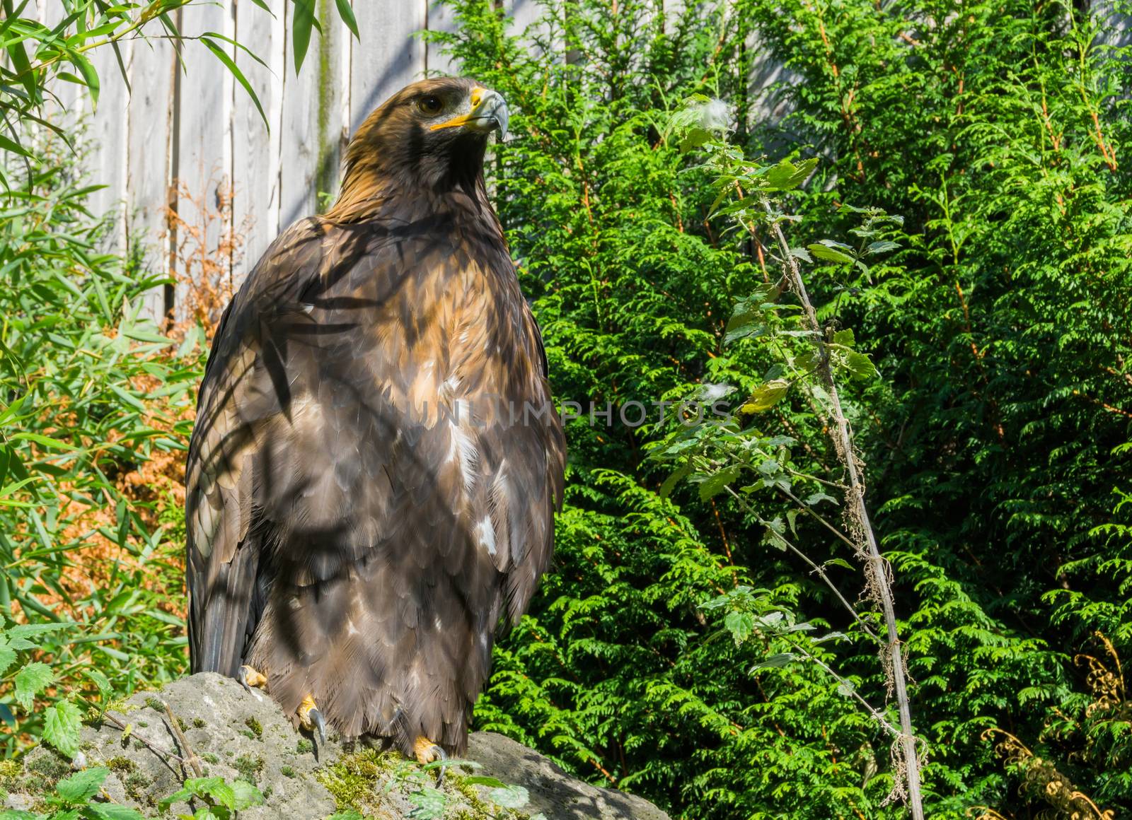 closeup of a brown steppe eagle, a big bird of prey that is endangered