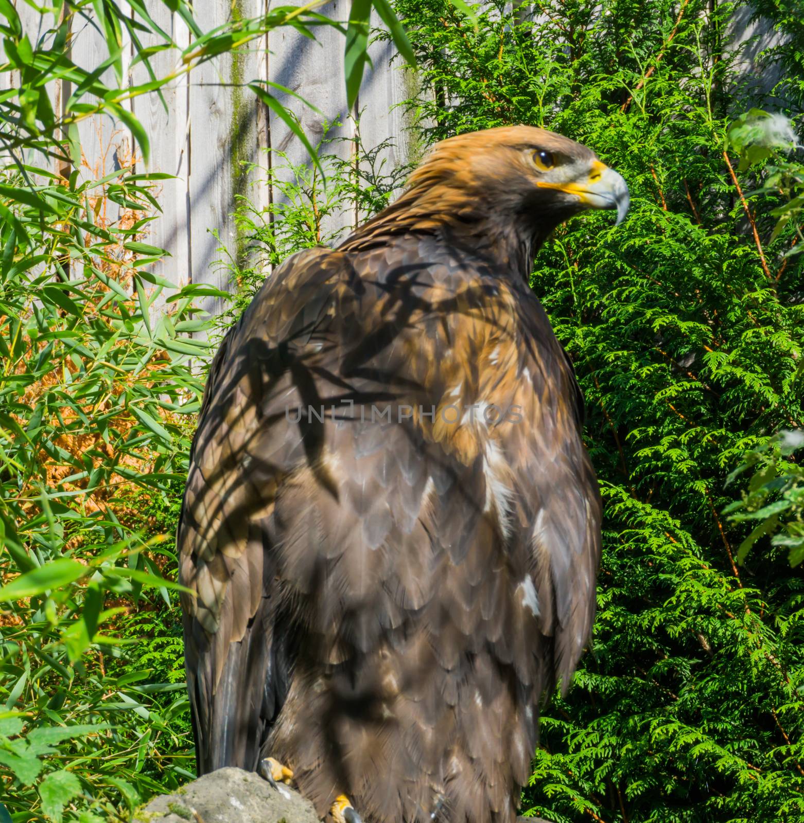 endangered species, a big brown steppe eagle in closeup by charlottebleijenberg