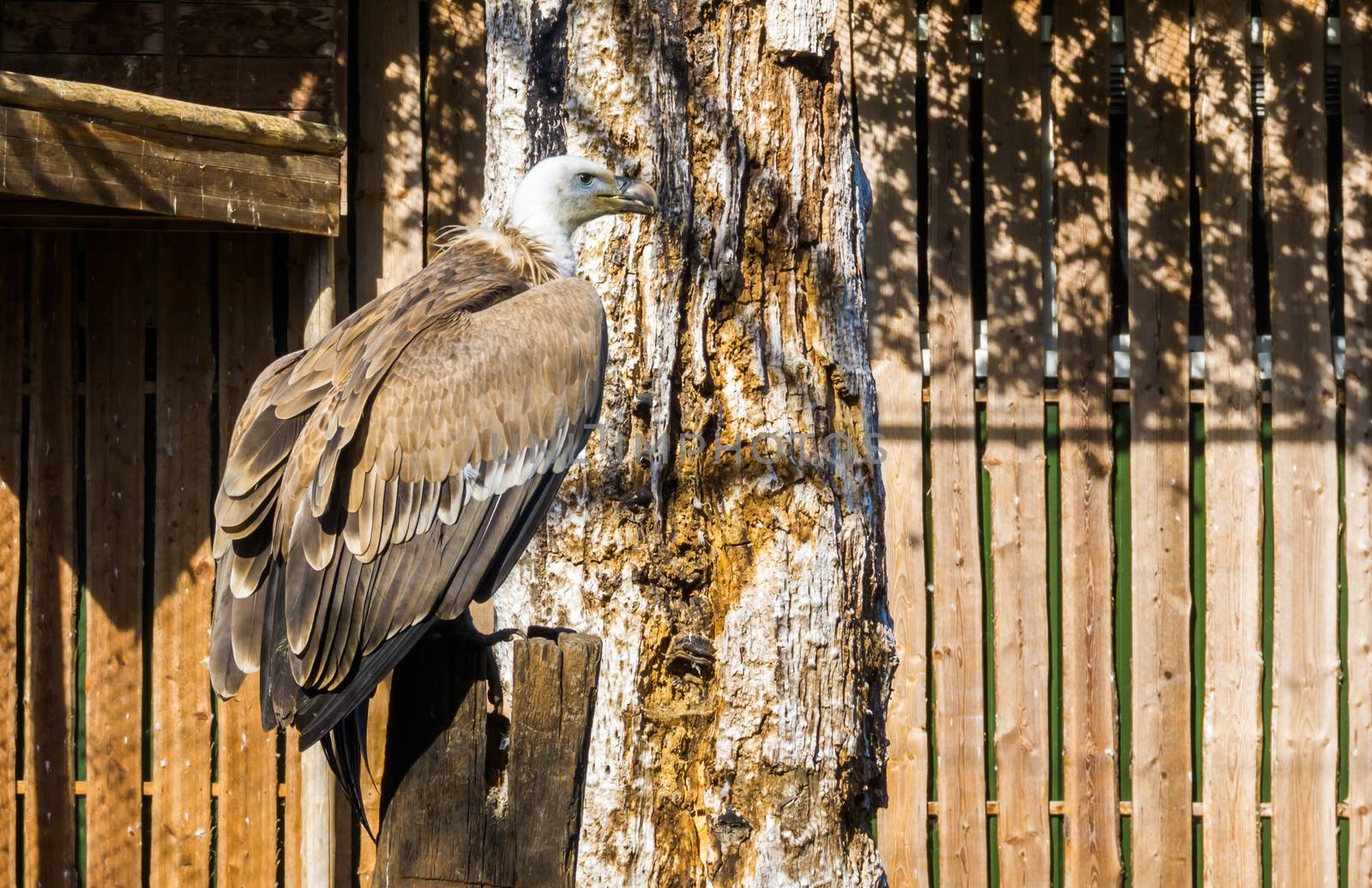 Closeup of a griffon vulture sitting on a wooden pole, a scavenger bird from eurasia by charlottebleijenberg