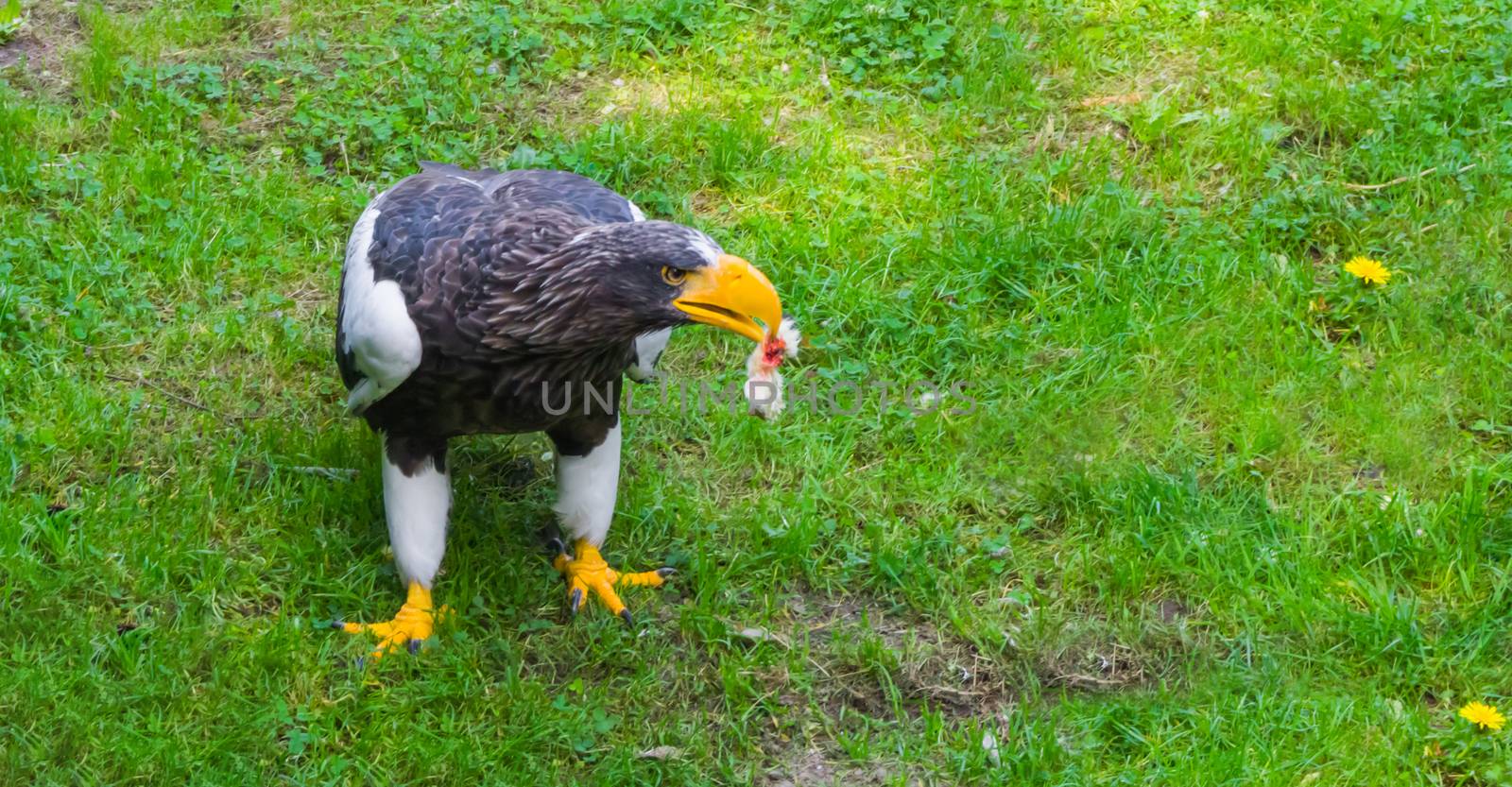 stellers sea eagle holding a prey in its beak, raptor eating its hunted animal