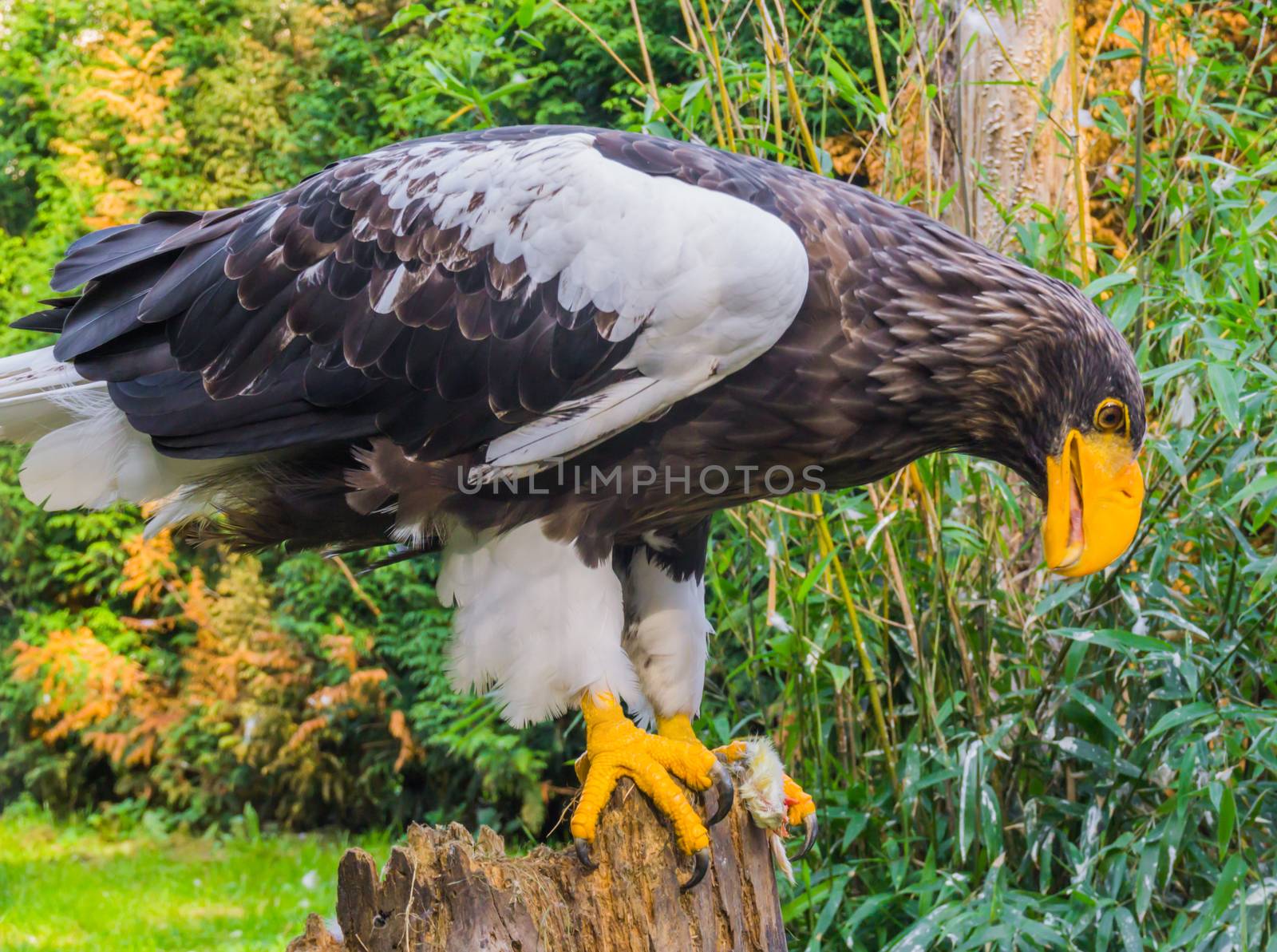 steller's sea eagle eating its prey on a tree stump, a wild raptor from japan. by charlottebleijenberg