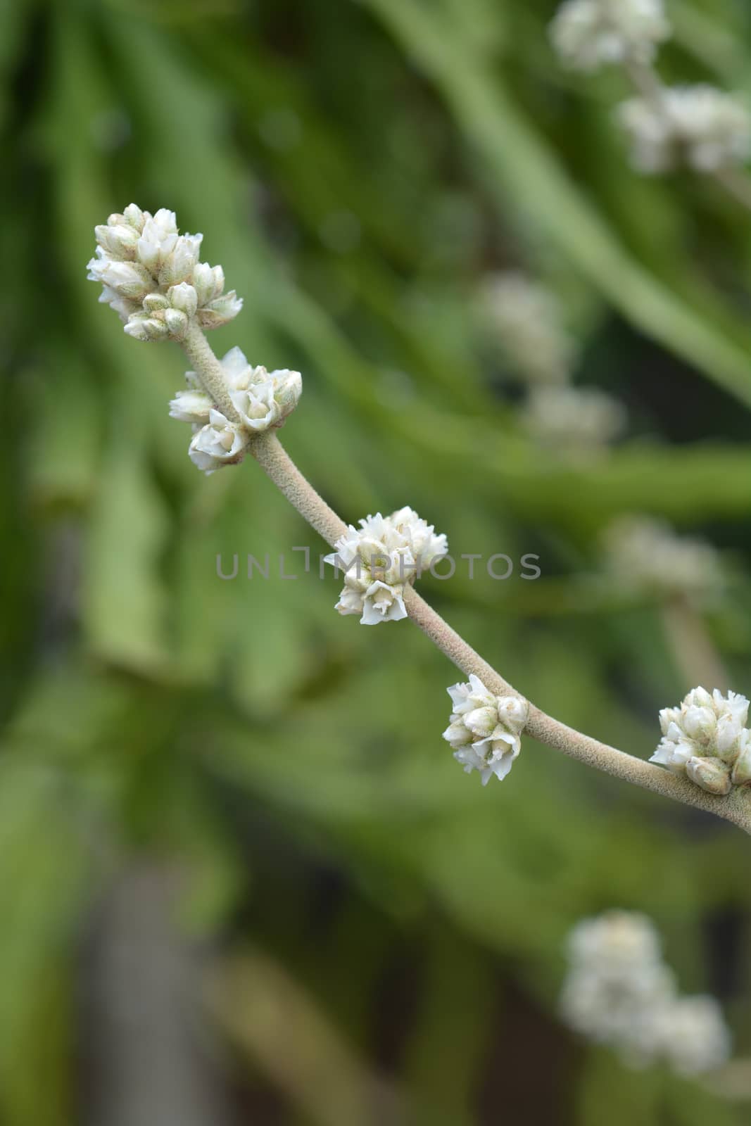 Hechtia argentea flower endemic to Mexico - Latin name - Hechtia argentea