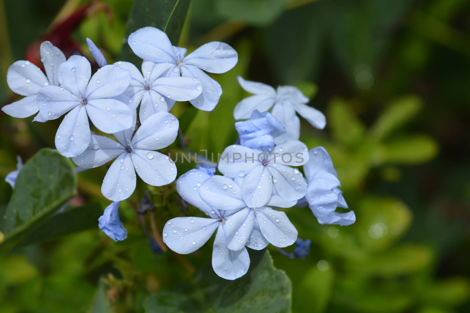 Blue plumbago by nahhan