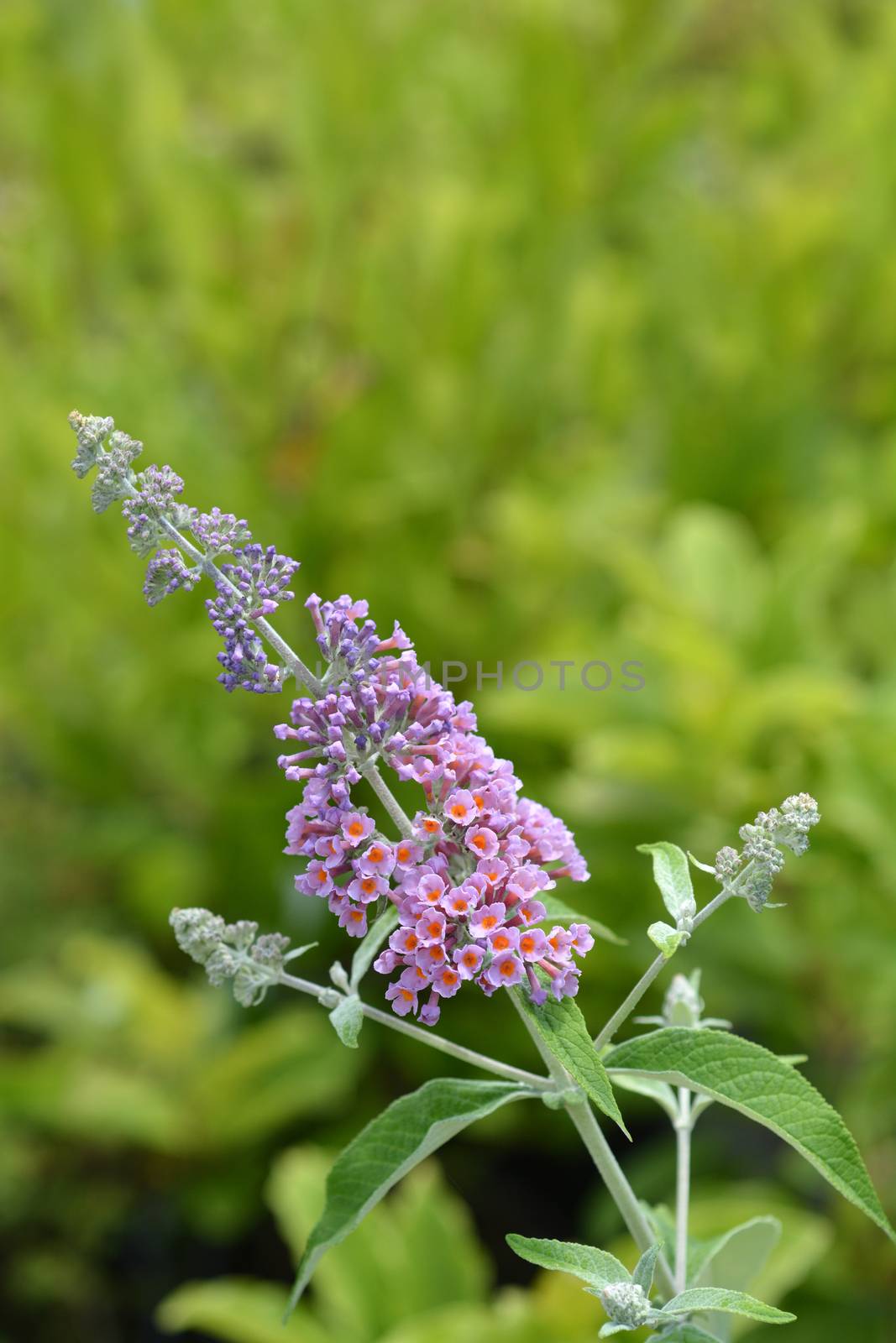Summer lilac Flower Power - Latin name - Buddleja * weyeriana Flower Power