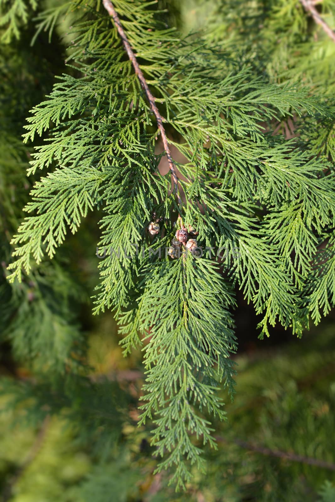 Lawson cypress Kelleris Gold - Latin name - Chamaecyparis lawsoniana Kelleris Gold