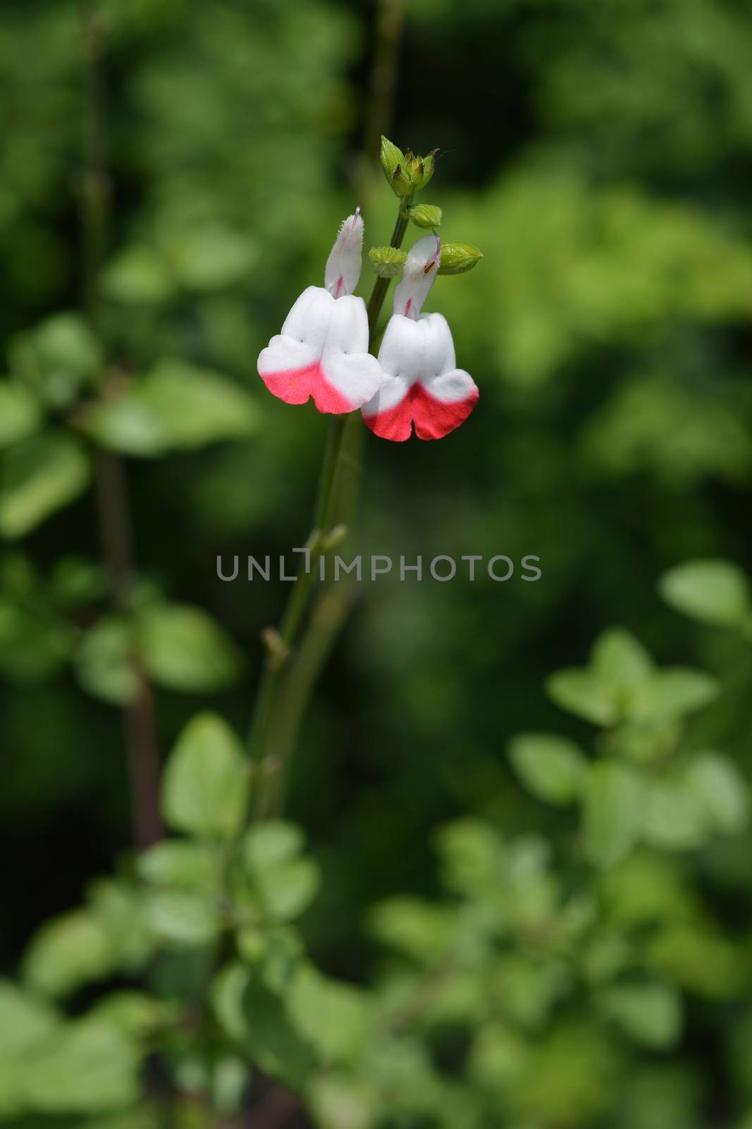 White and red baby sage - Latin name - Salvia microphylla