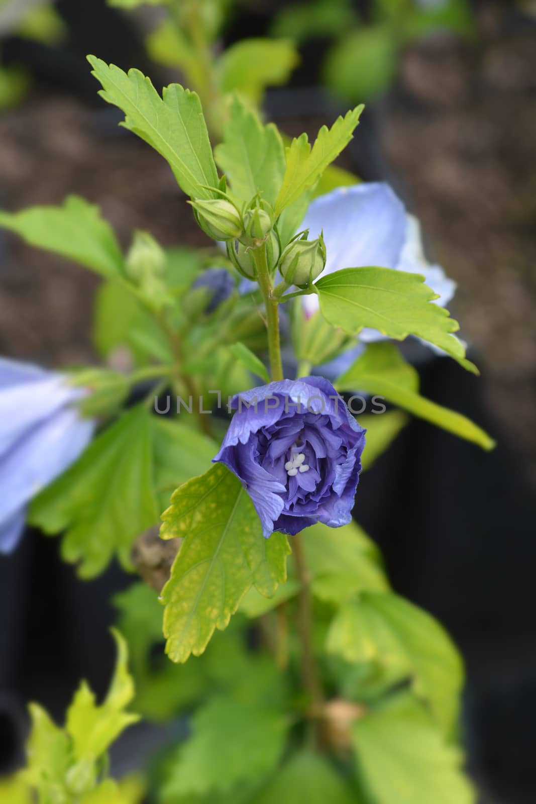 Rose Of Sharon Blue Chiffon by nahhan