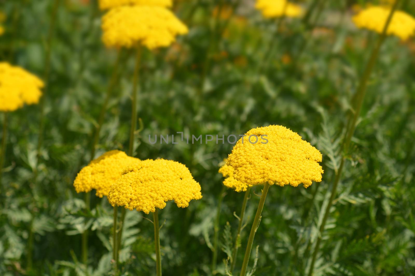 Gold plate yarrow flowers - Latin name - Achillea filipendulina Gold plate