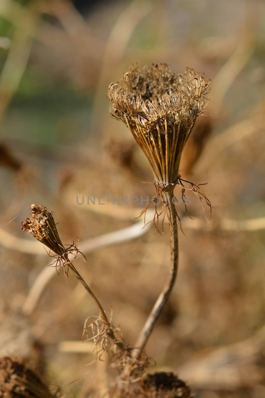 Toothpick bullwort Blutenball by nahhan