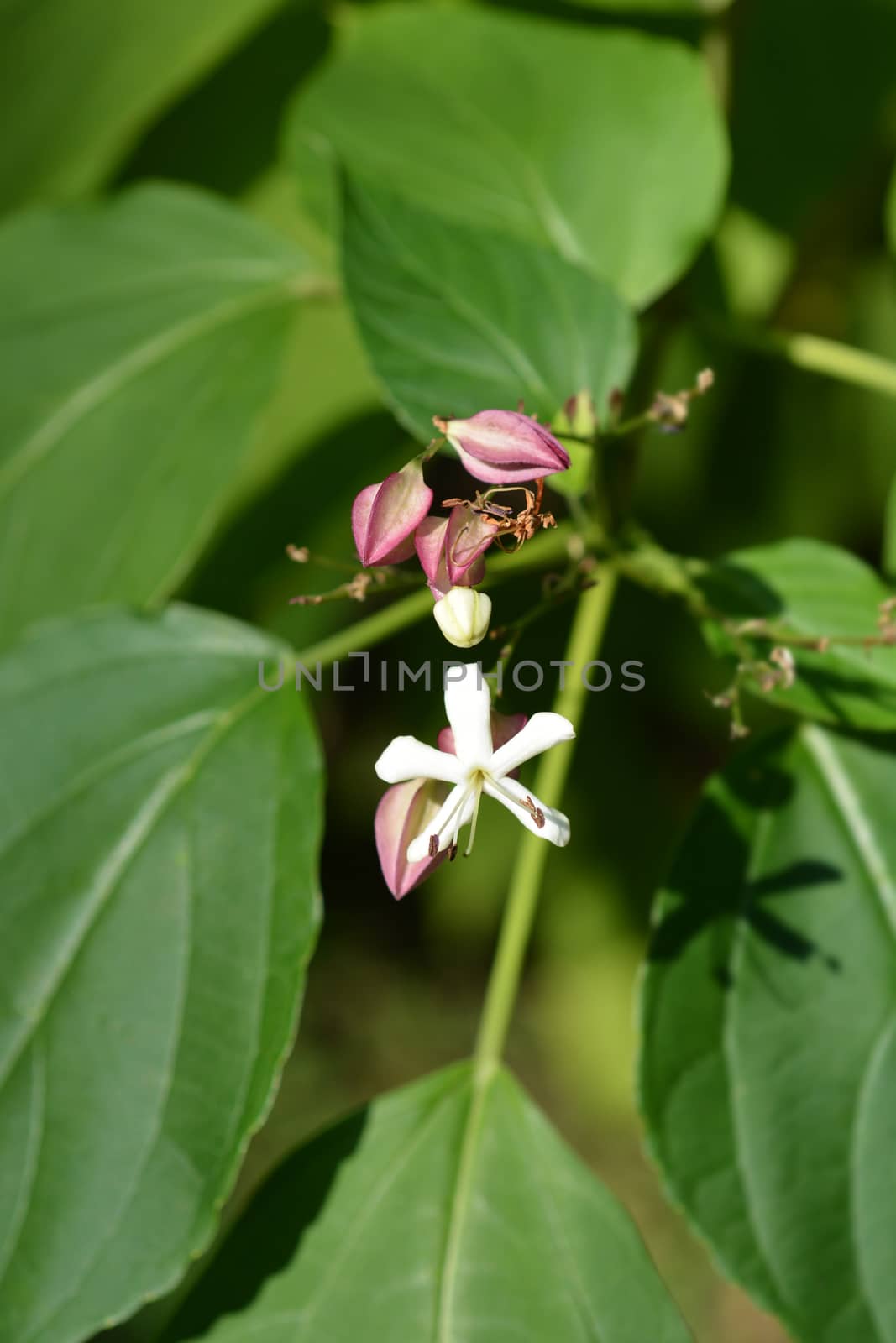 Harlequin glory bower flower - Latin name - Clerodendrum trichotomum