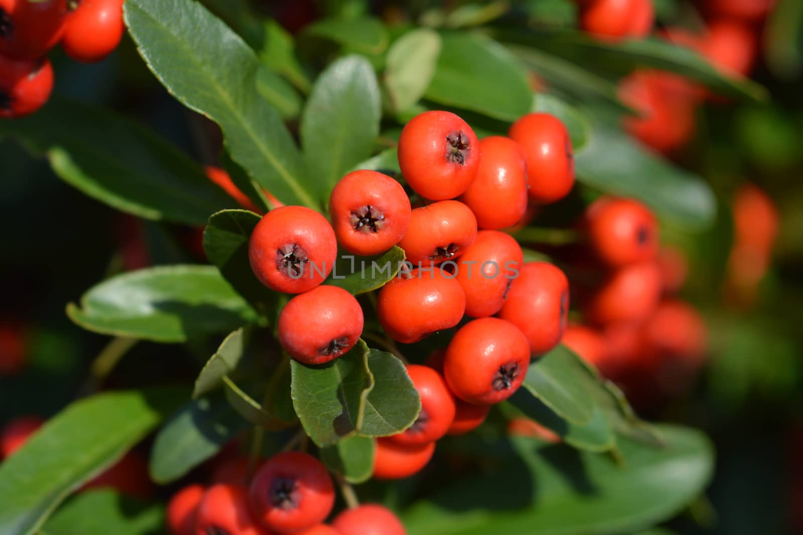 Firethorn Red Star - Latin name - Pyracantha Red Star