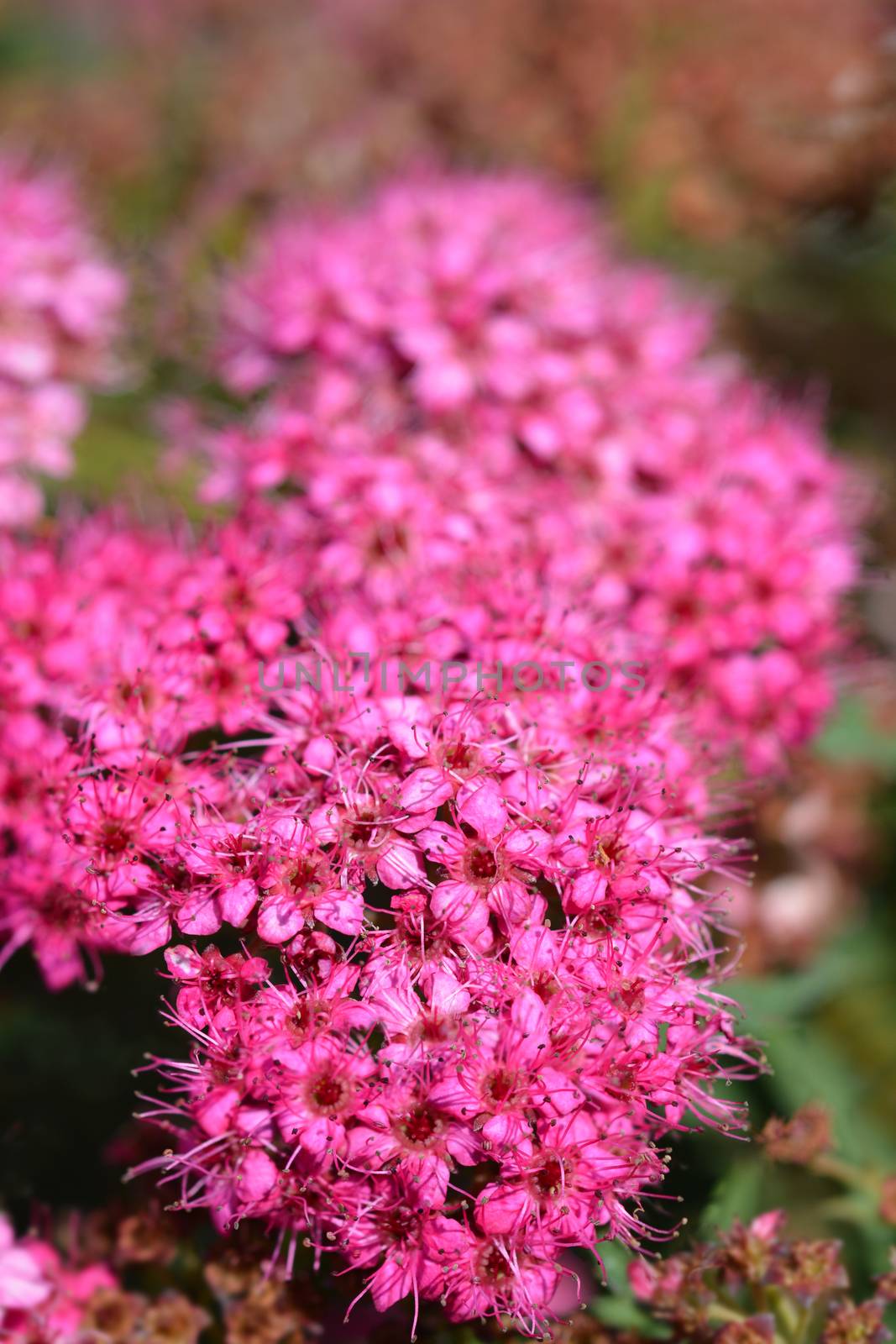 Japanese spirea Neon pink by nahhan