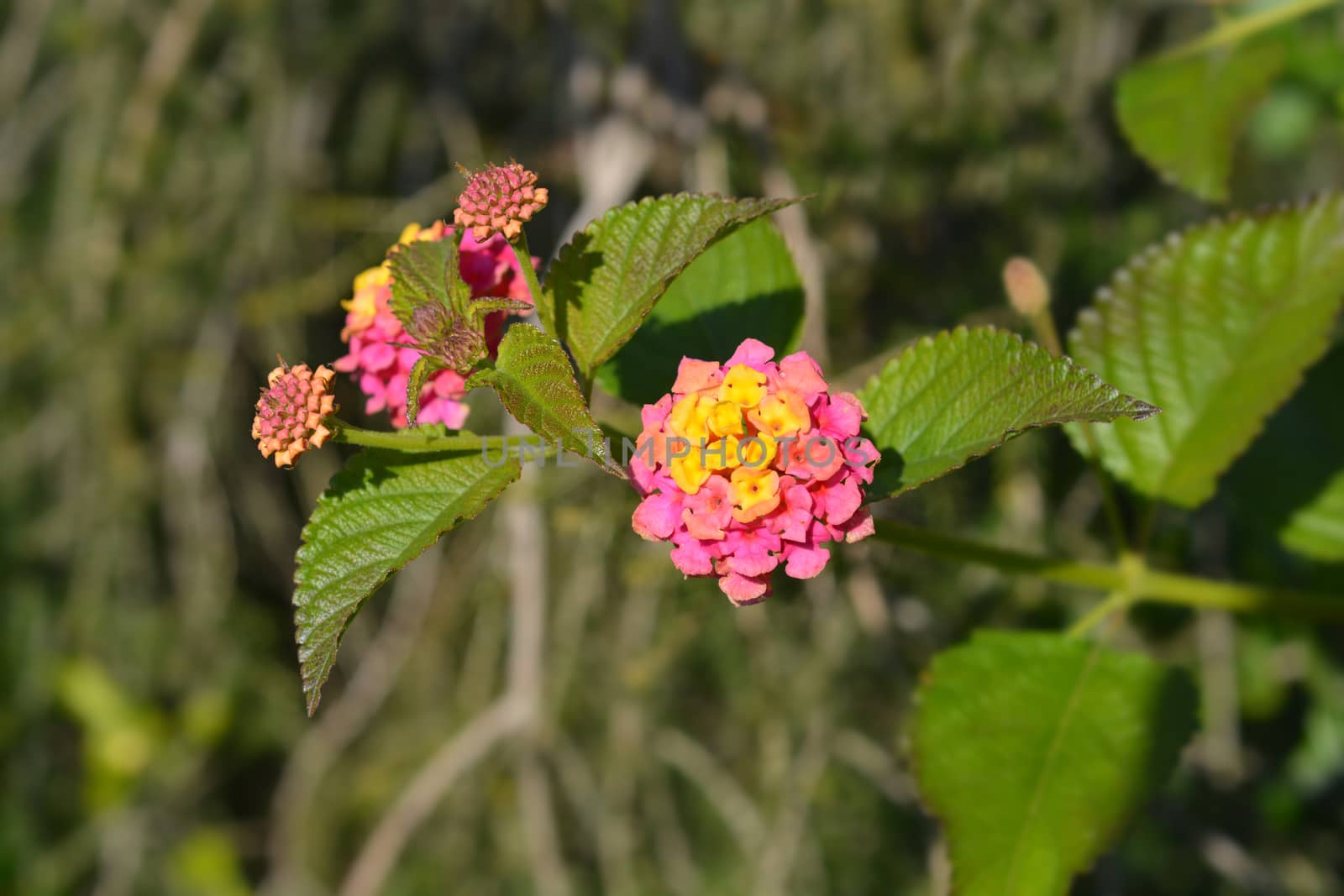 Pink and yellow shrub verbena flower - Latin name - Lantana camara